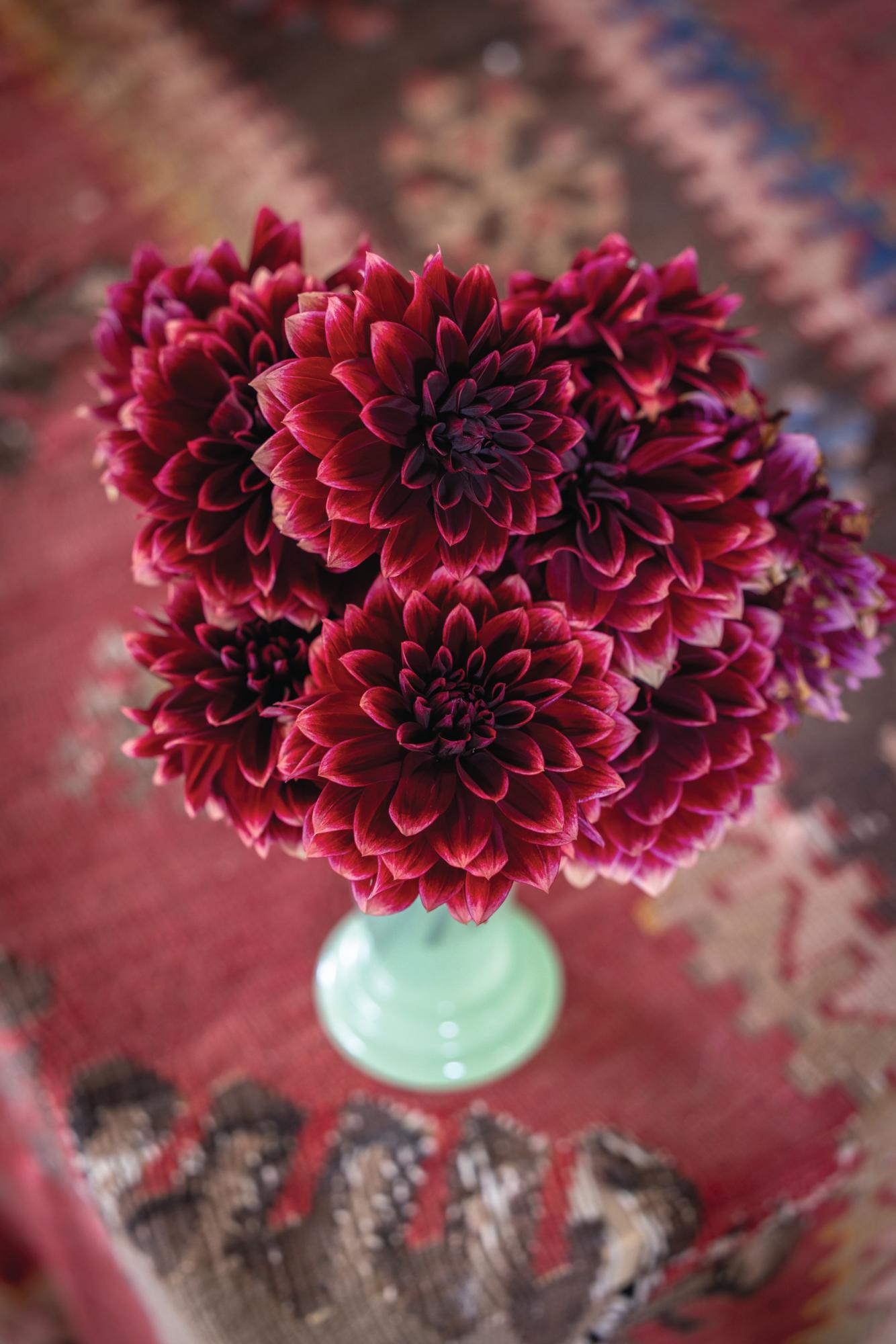 Dahlia 'Sissinghurst'