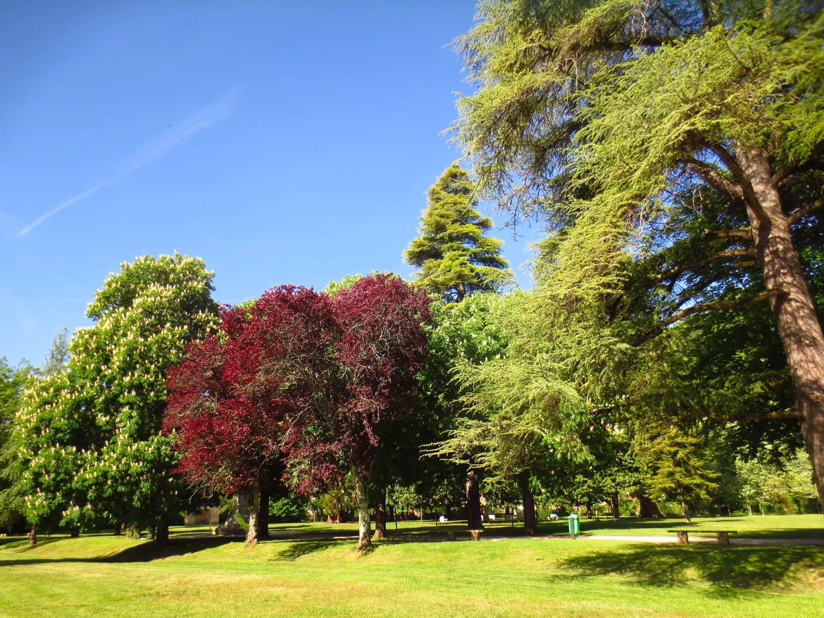 Trees in a park