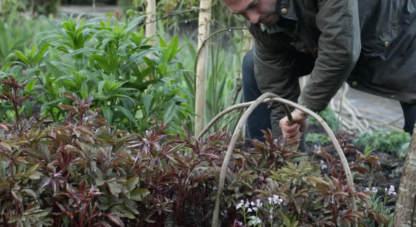 Peony supports: how to make your own using hazel