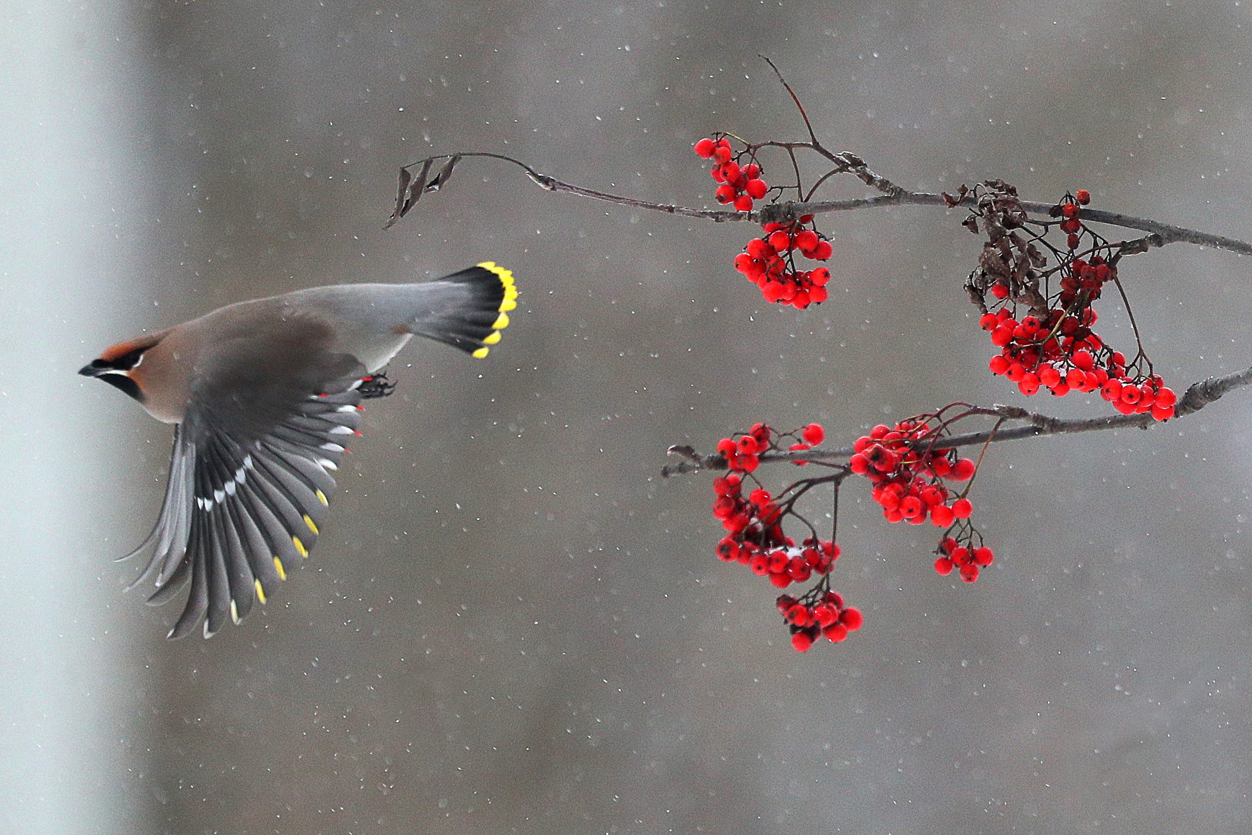 Waxwing eating a rowan berry