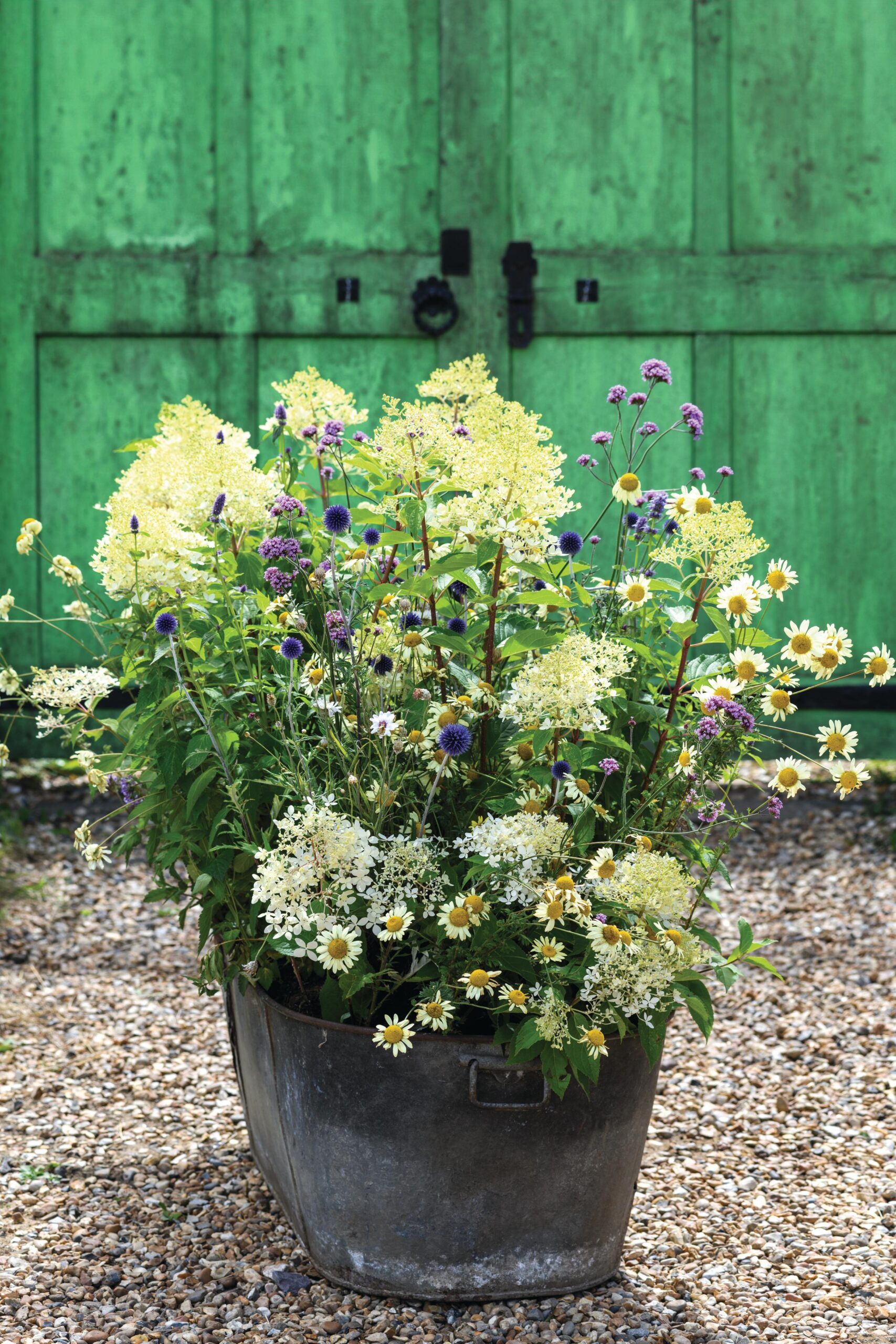 A container display in a steel bathtub using Hydrangea paniculata ‘Phantom’