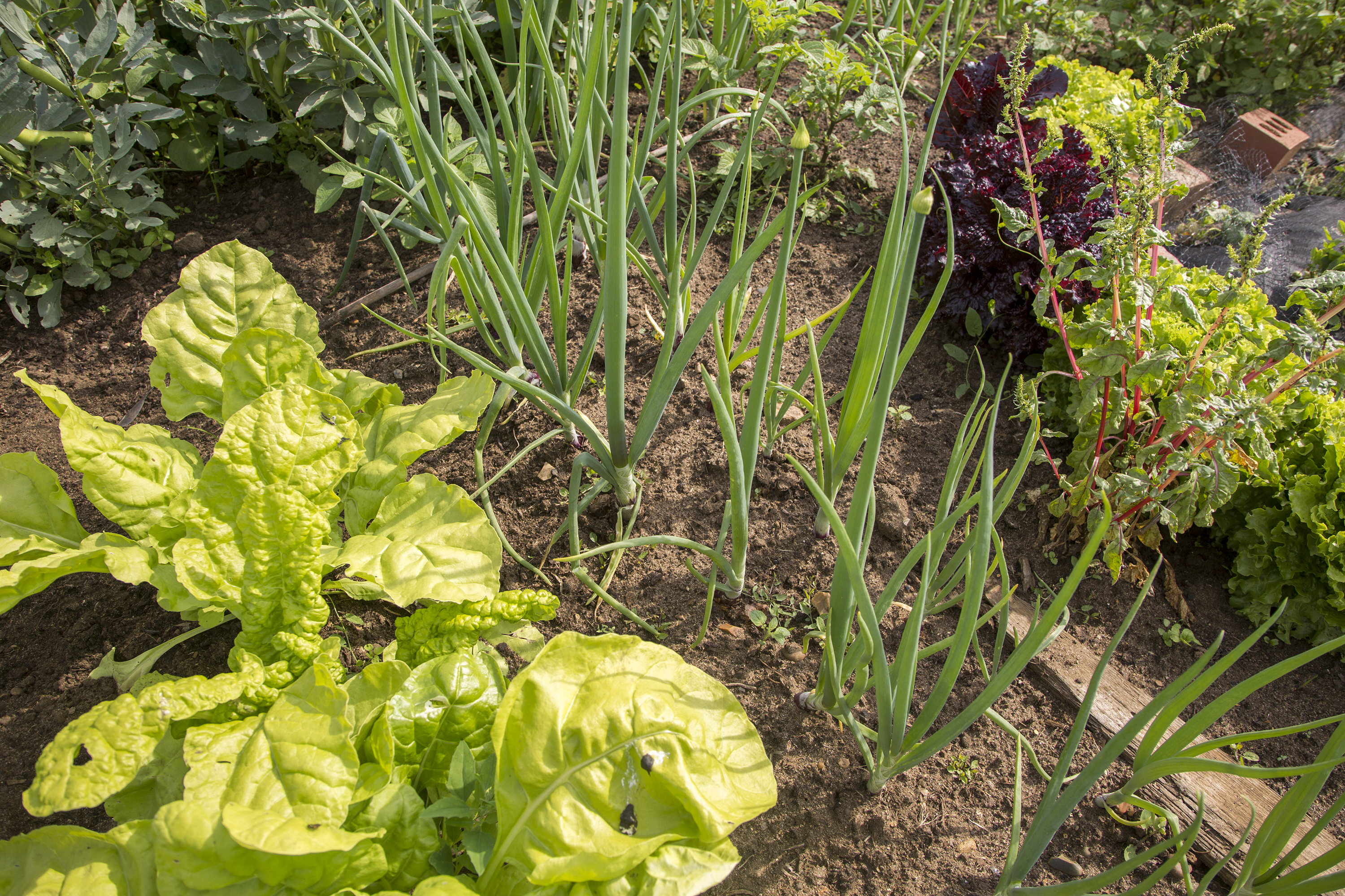 Vegetable growing