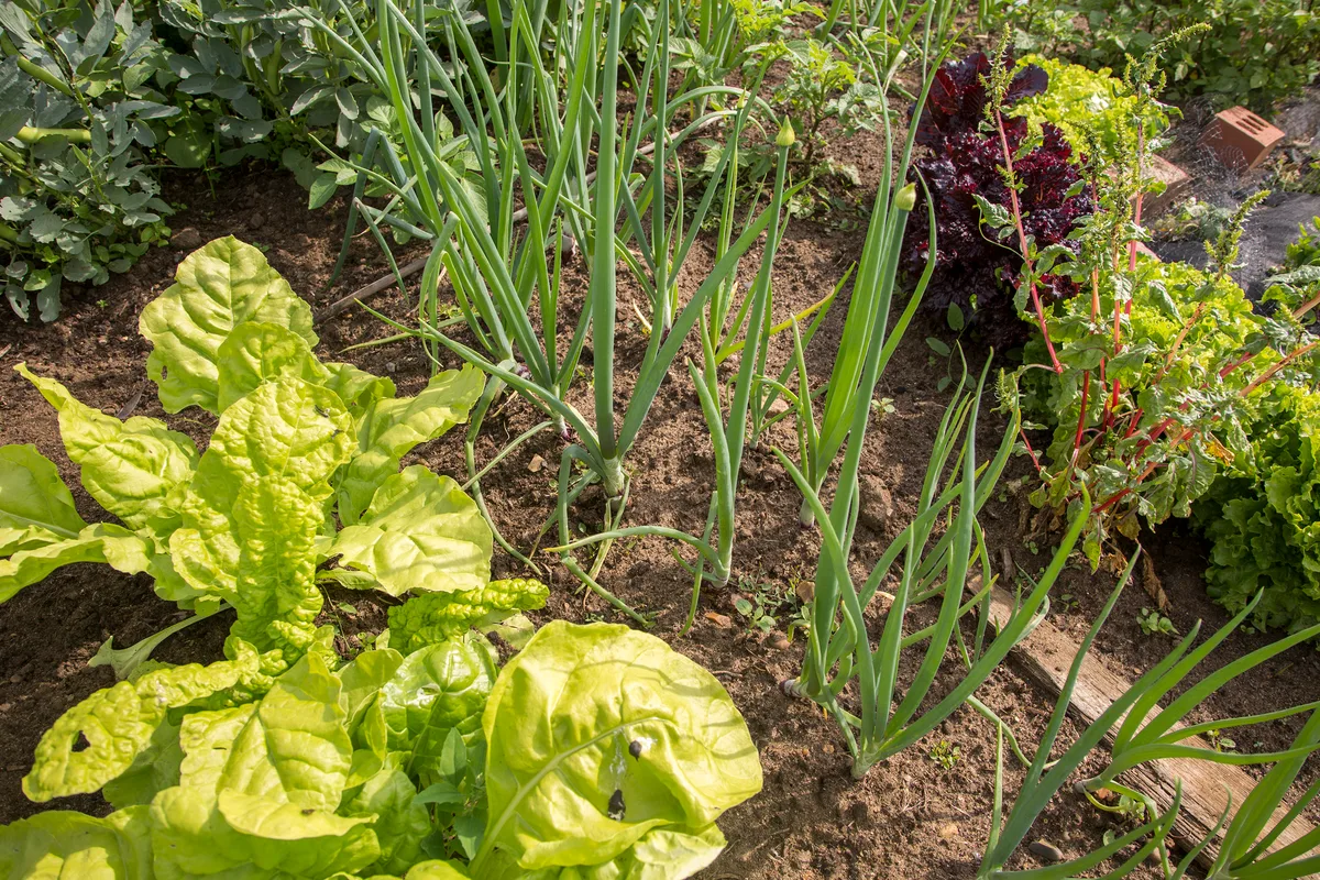 Vegetable growing