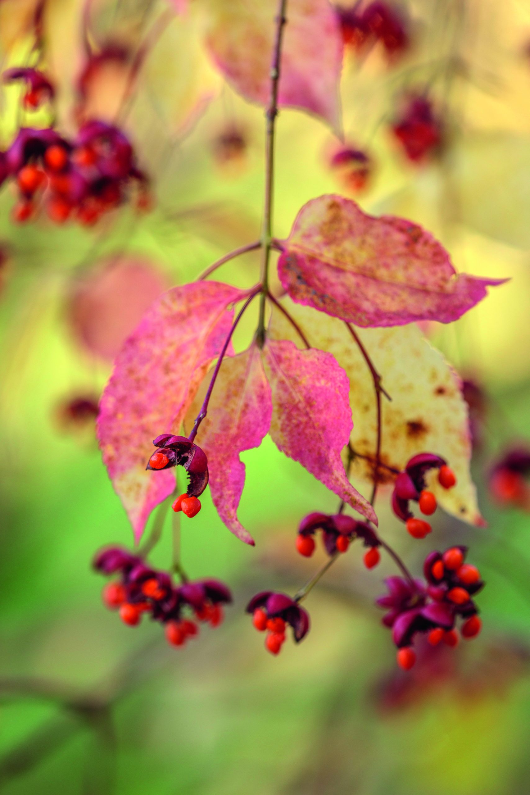 Red leaves and flowers