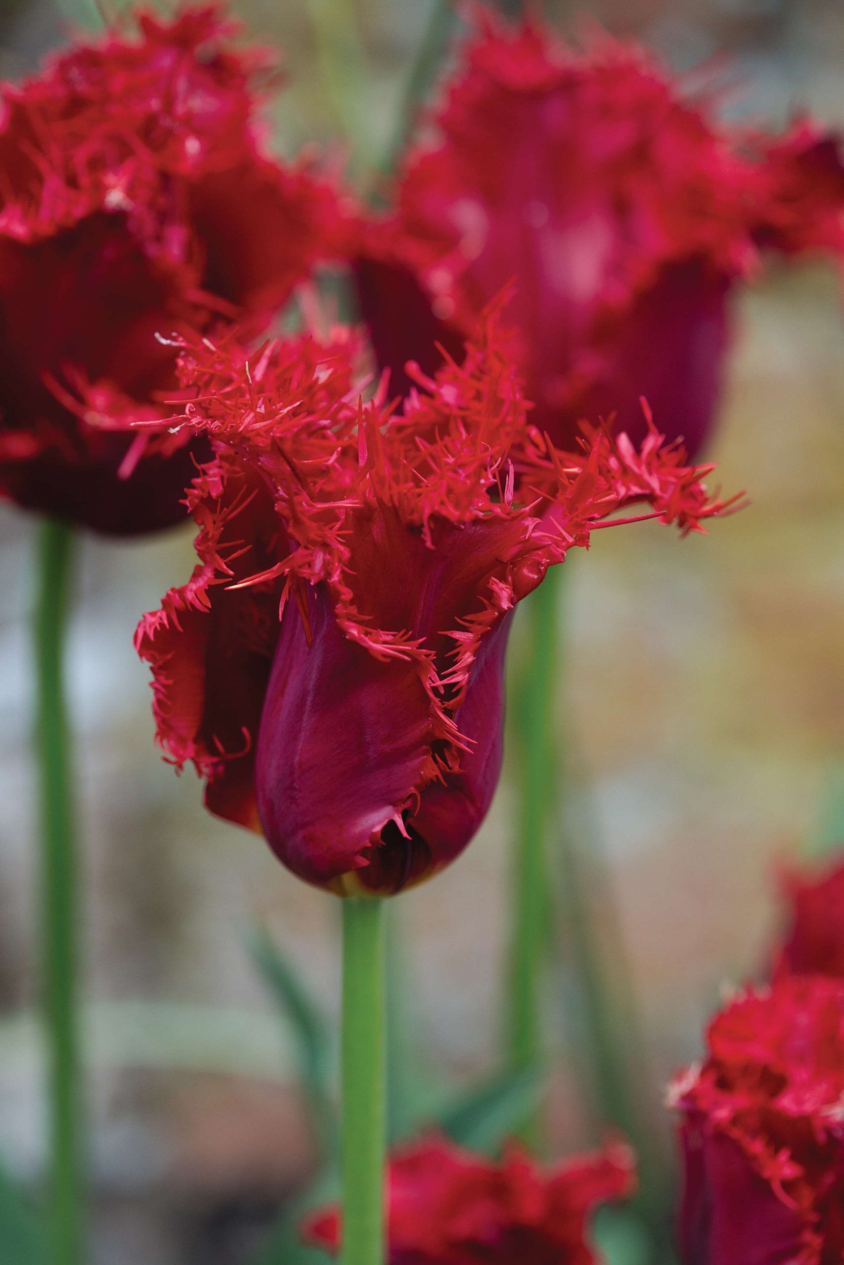 Tulipa ‘Valery Gergiev’