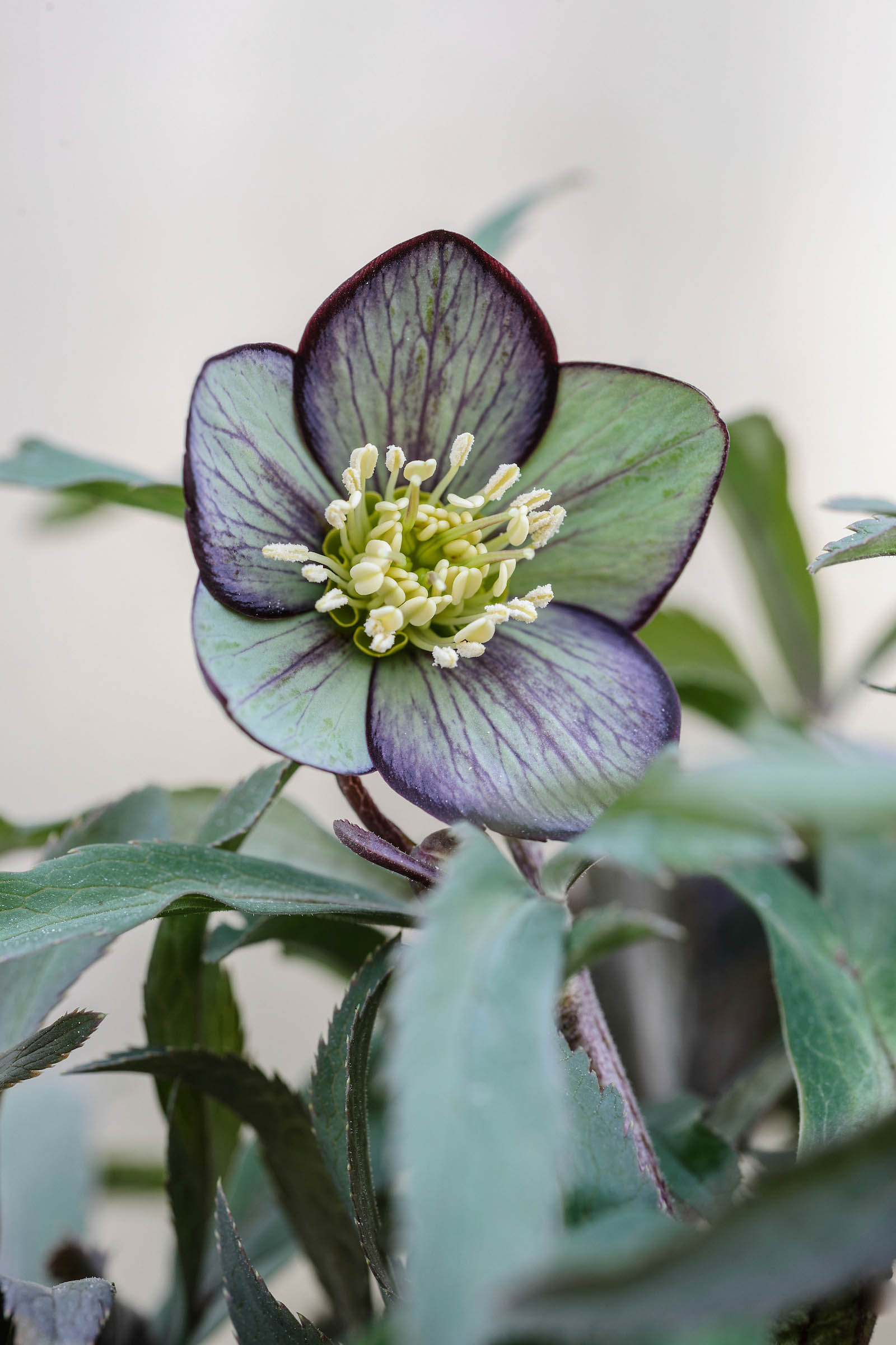 Helleborus torquatus