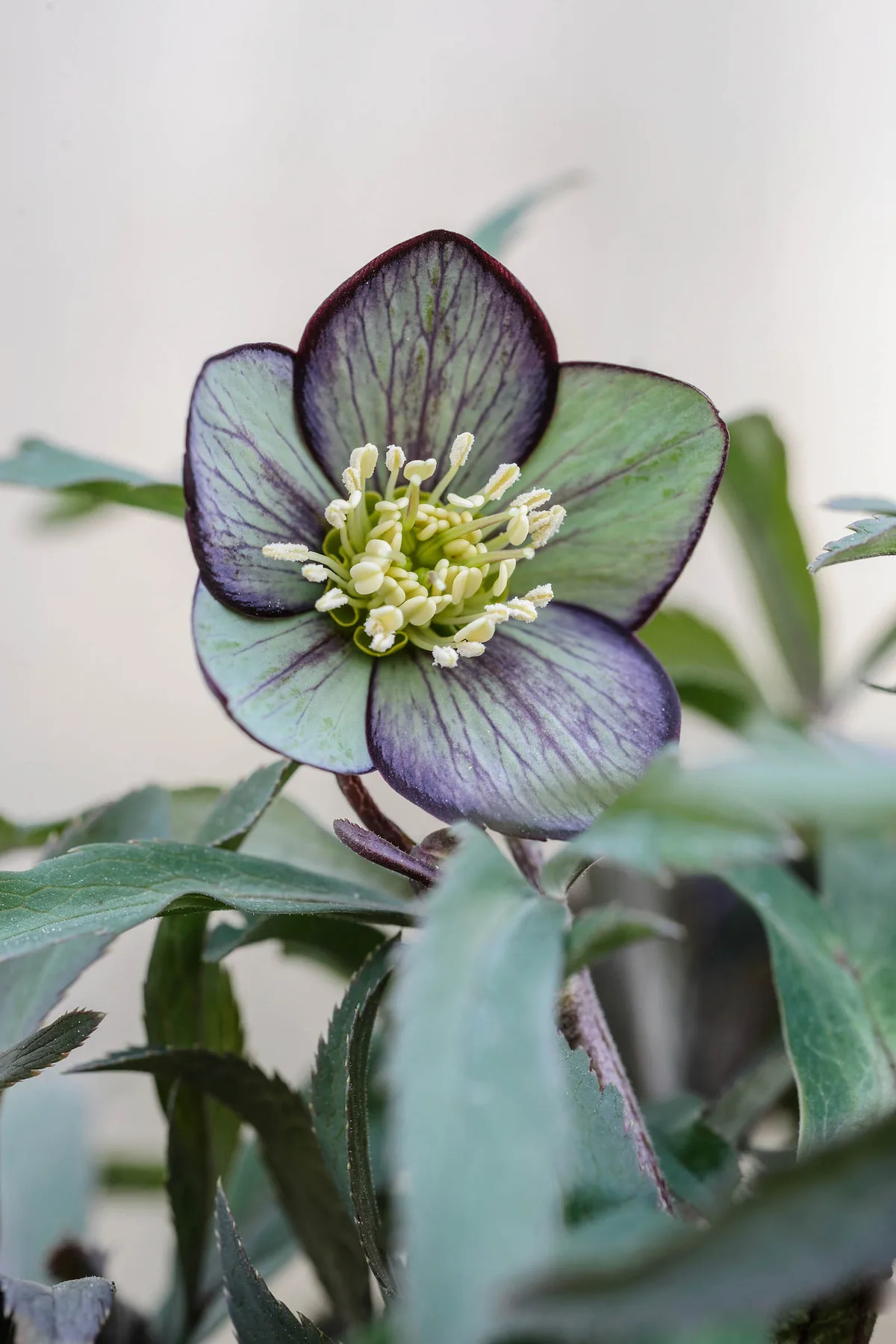 Helleborus torquatus