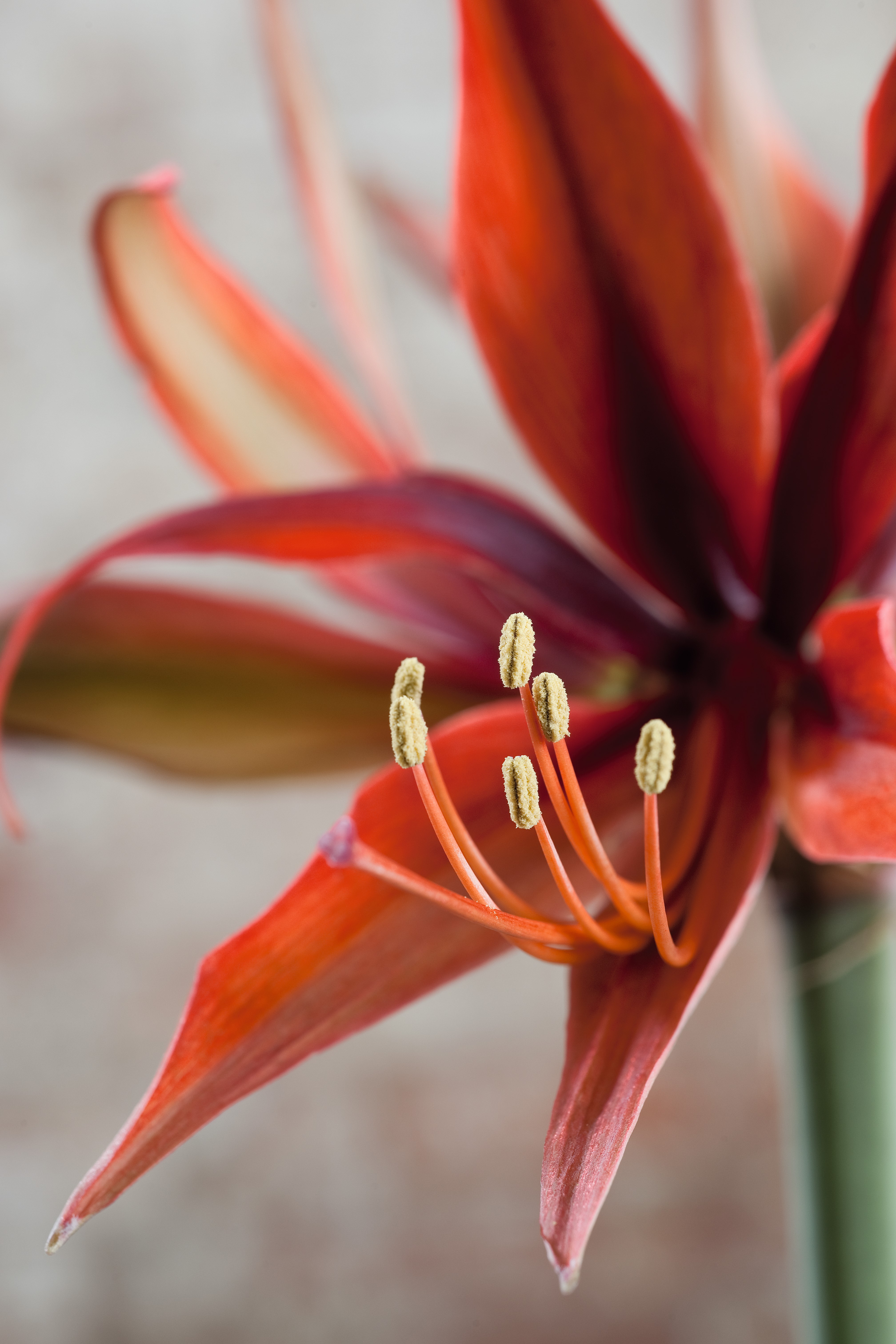 Hippeastrum 'Merengue'