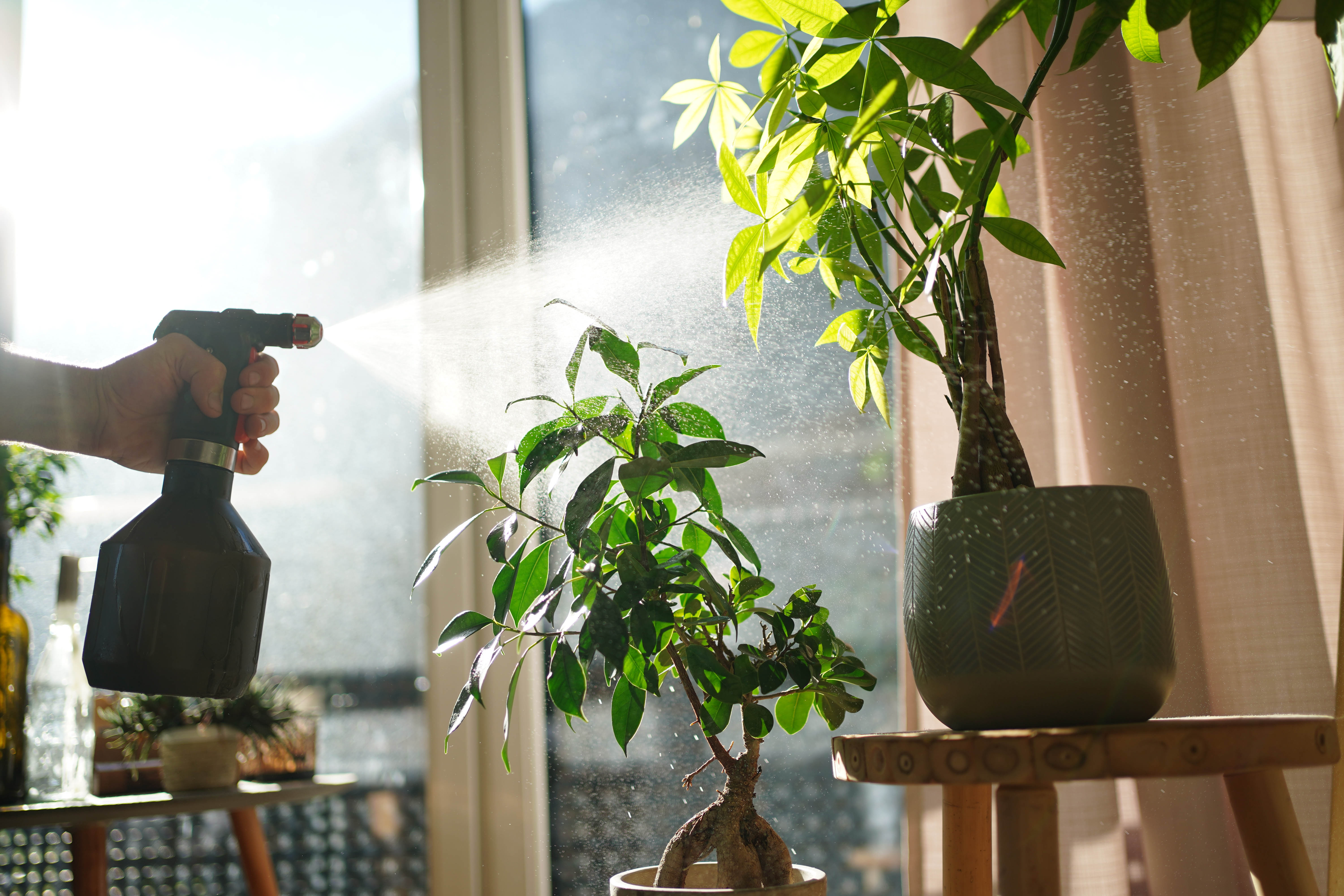 Misting house plants
