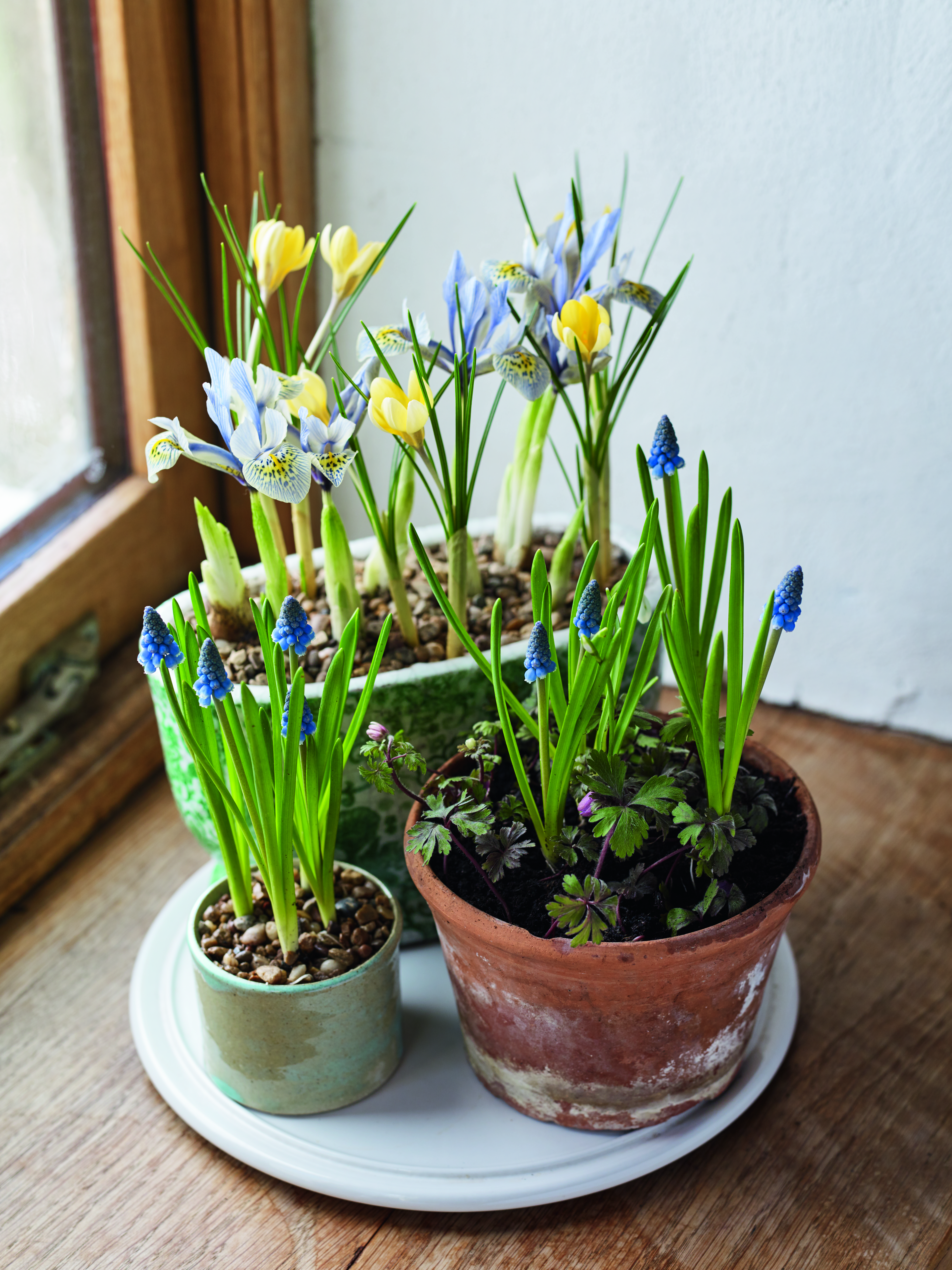 Iris reticulata 'Katharine Hodgkin', Crocus chrysanthus 'Romance', Muscari armeniacum and Anemone blanda 'Charmer'