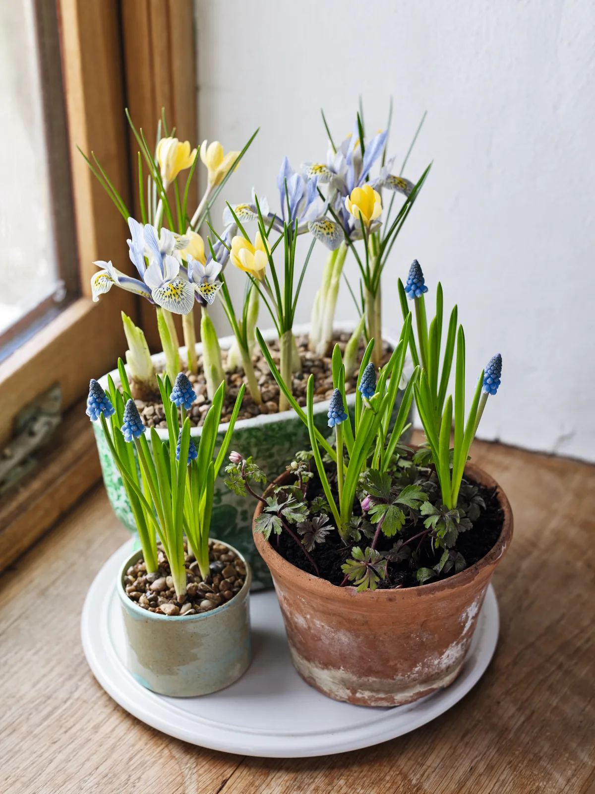 Iris reticulata 'Katharine Hodgkin', Crocus chrysanthus 'Romance', Muscari armeniacum and Anemone blanda 'Charmer'