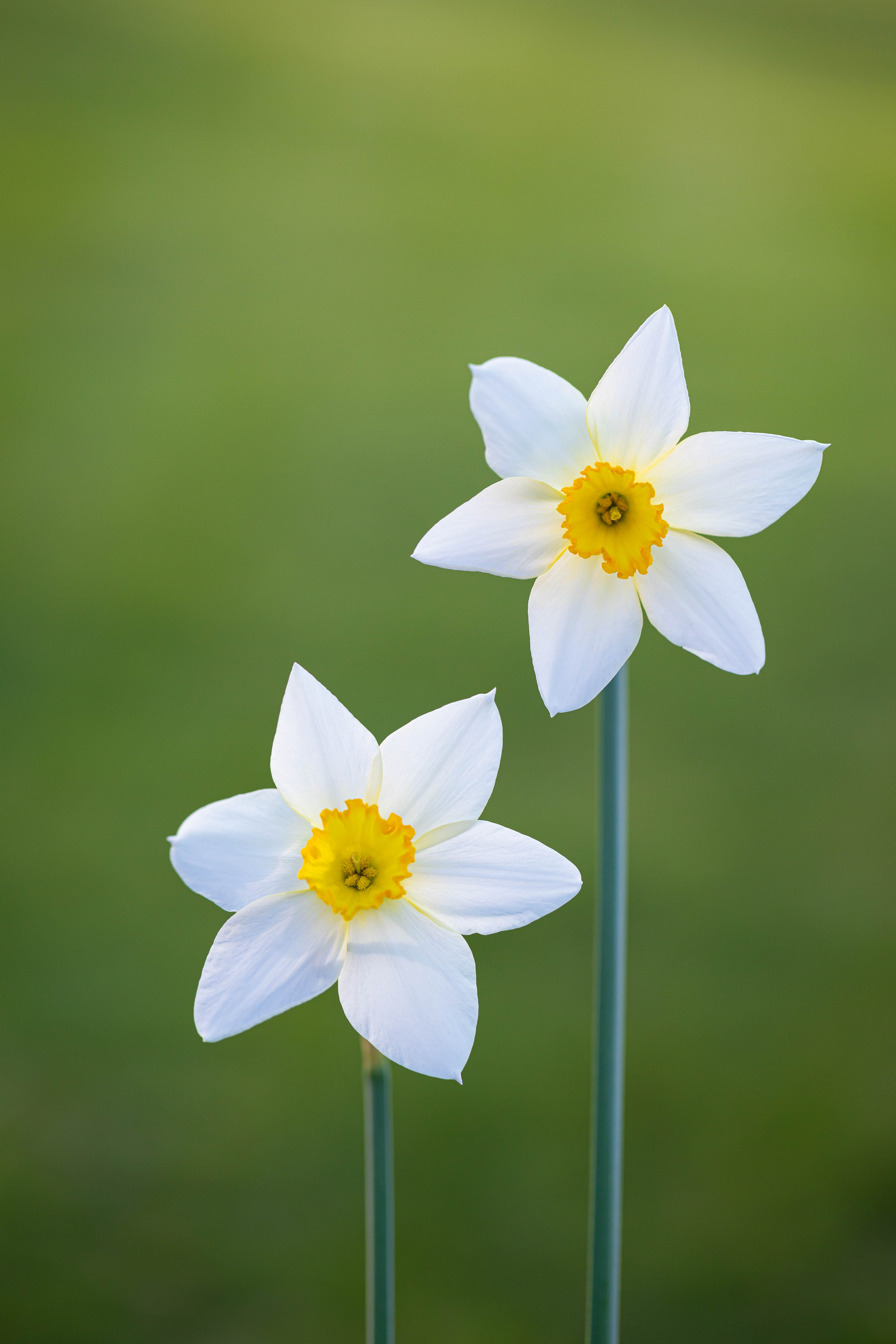 Narcissus 'Seagull'