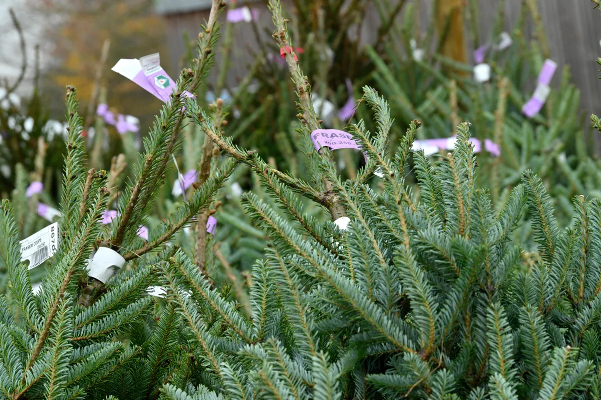 Christmas trees for sale
