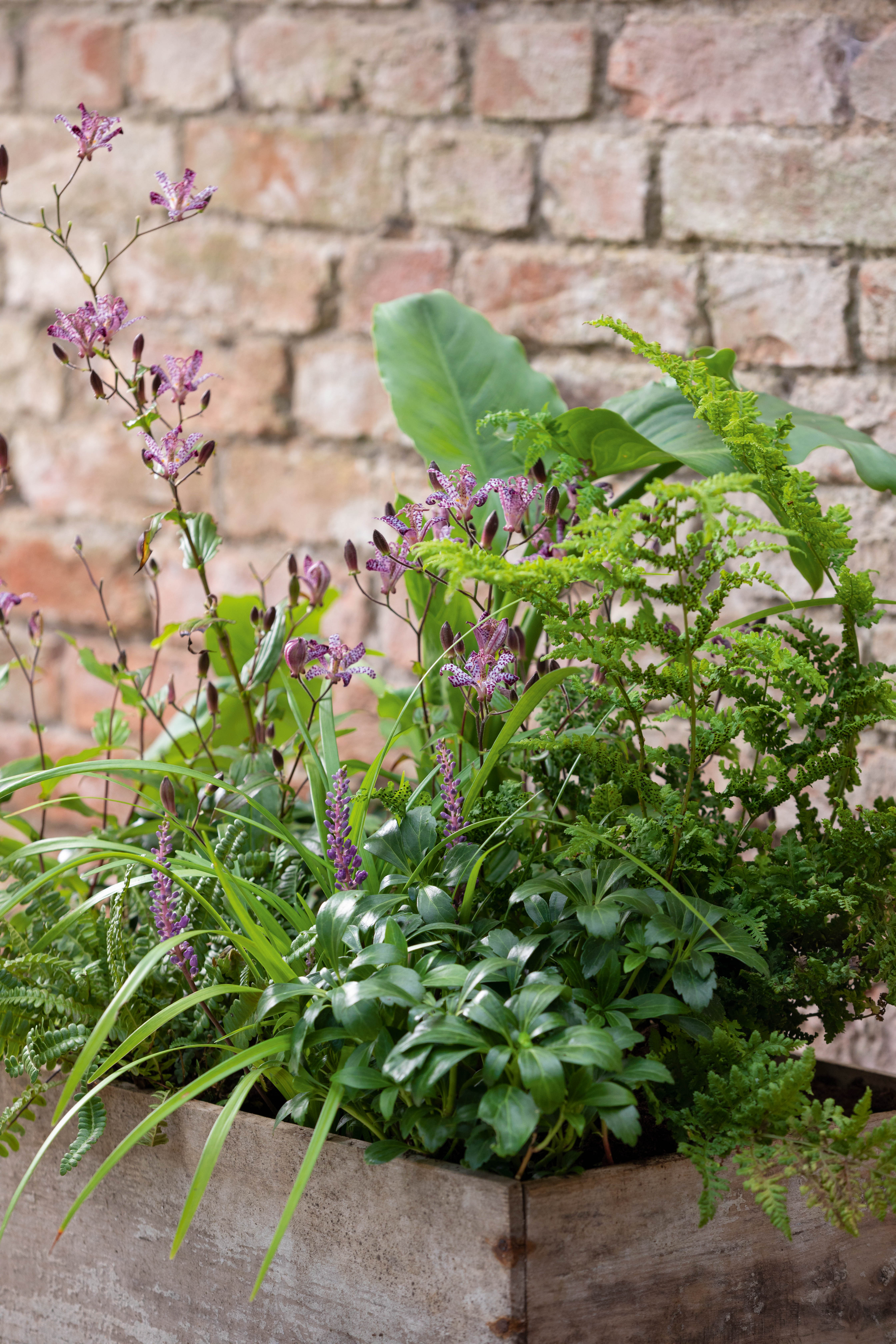 Pots of Style, September, designed by Jenny Barnes, Head Gardener at Cottesbrooke Hall gardens. © Richard Bloom