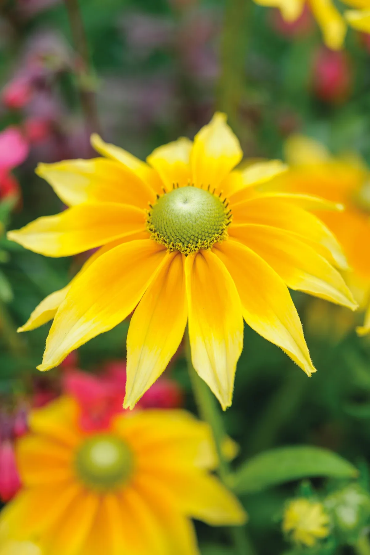 Rudbeckia hirta 'Prairie Sun'