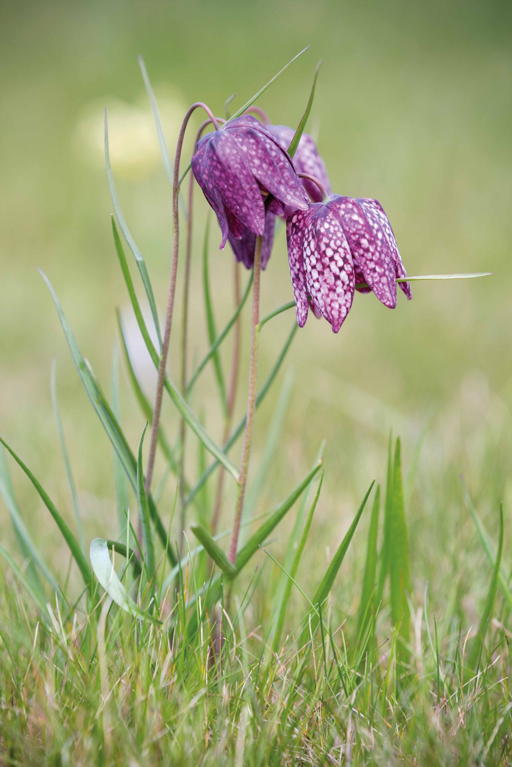 Fritillaria meleagris