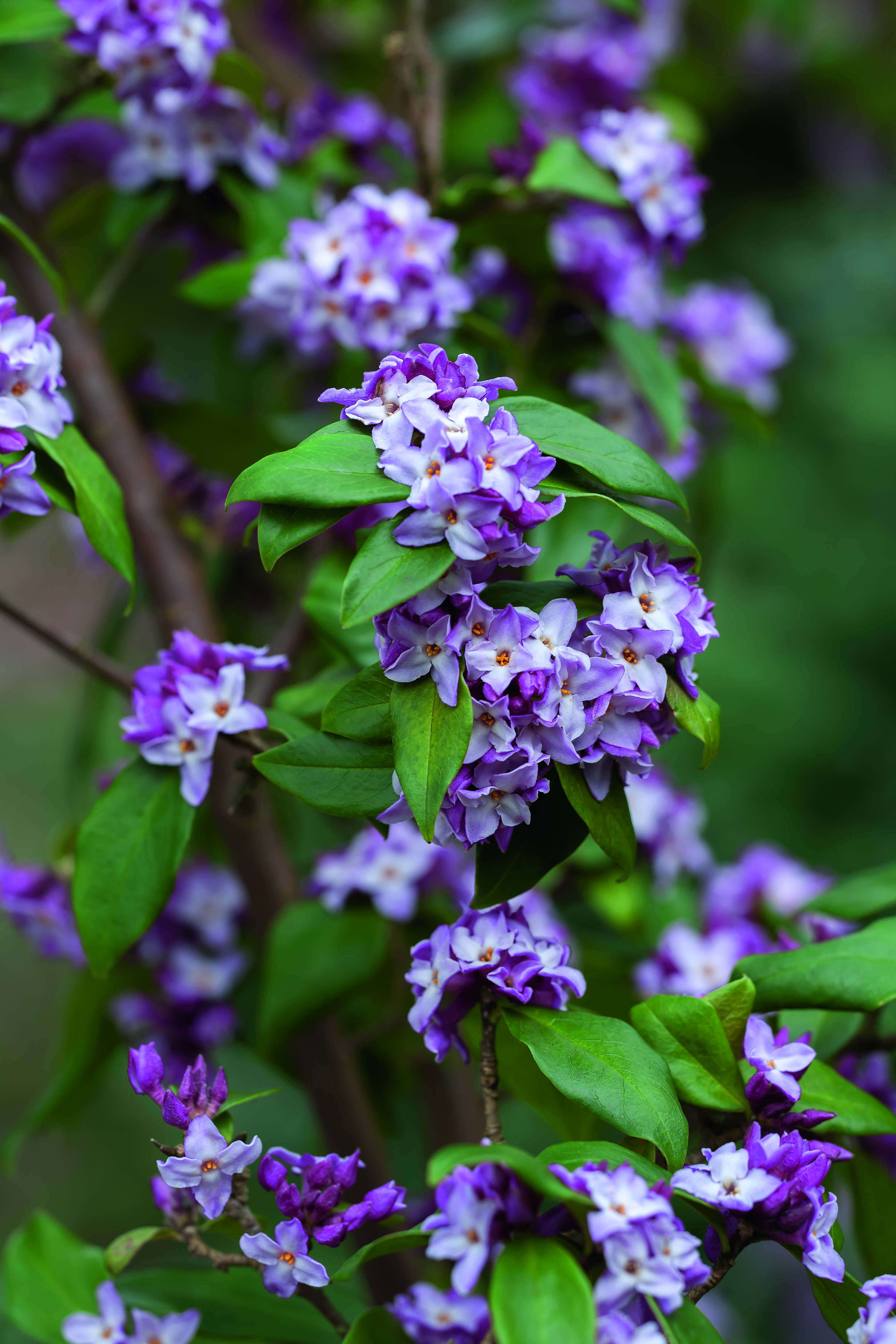 Daphne bolua 'Peter Smithers'