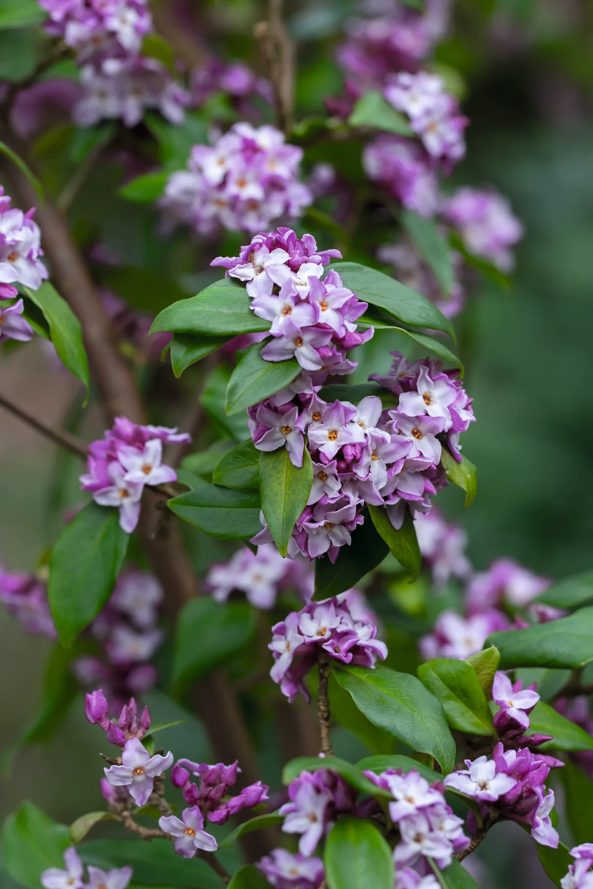 Daphne bolua 'Peter Smithers'