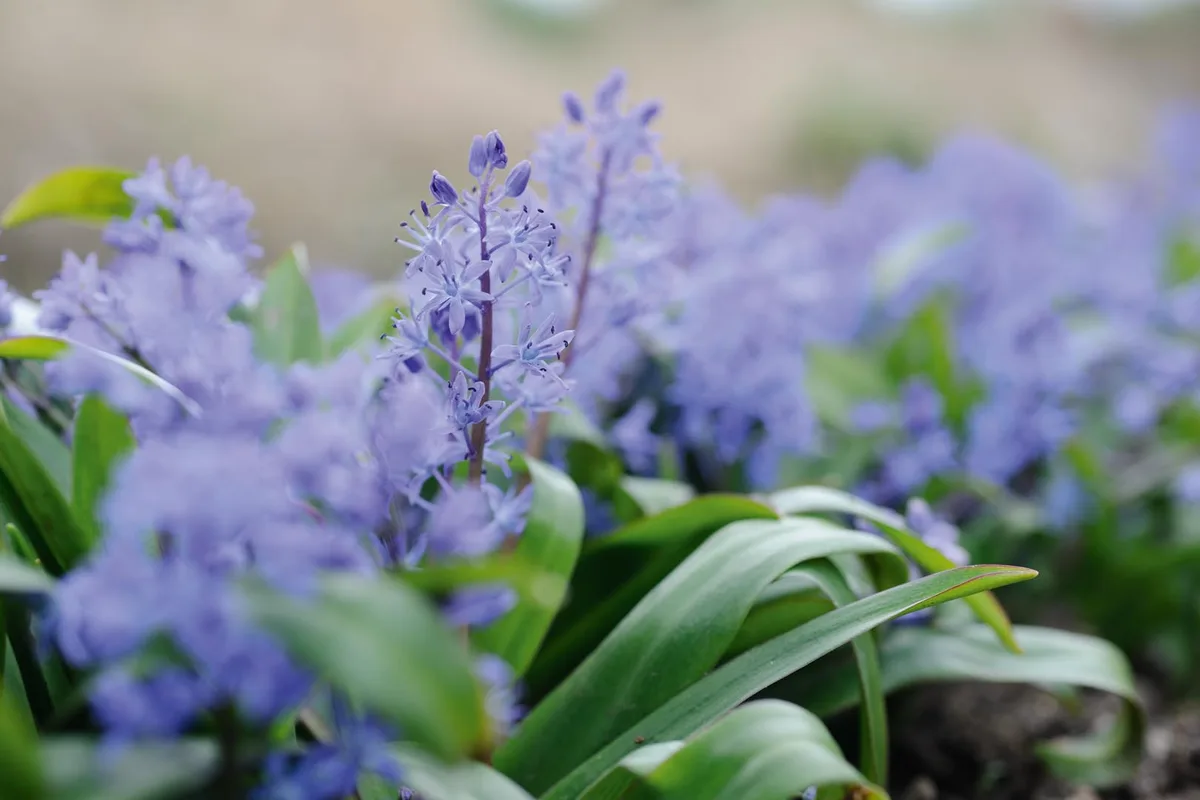 Scilla bithynica