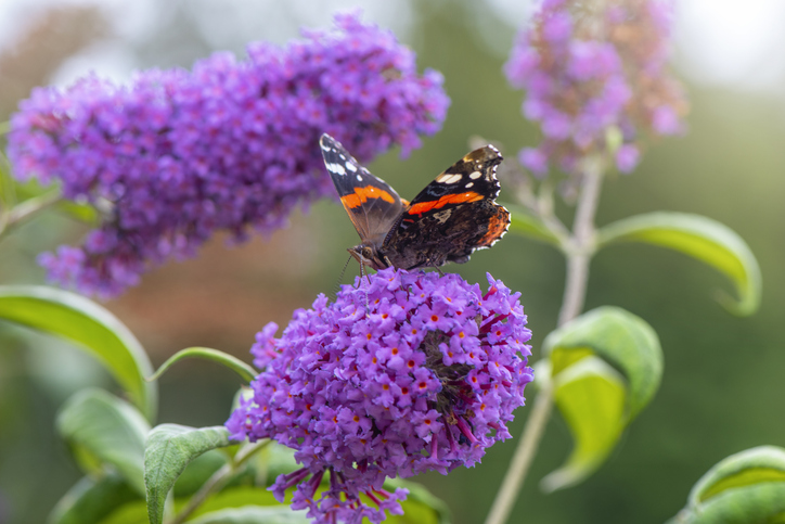 Red Admiral butterfly