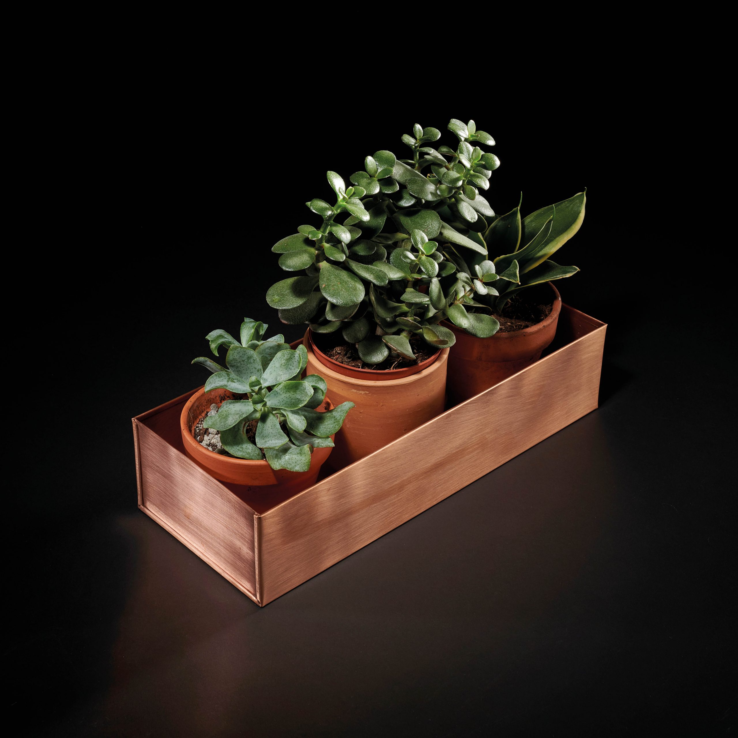 Brushed copper seedling tray for house plants