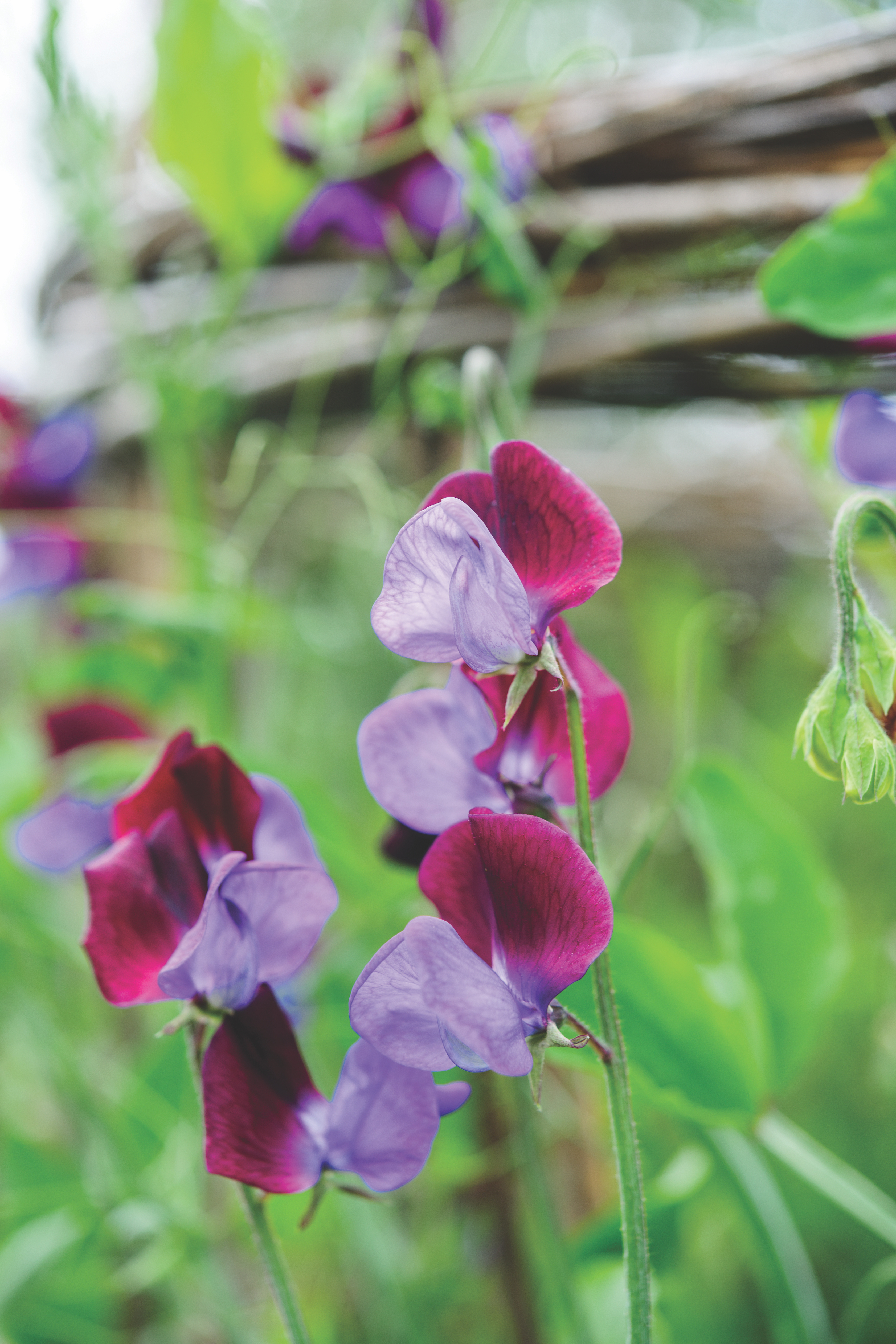 Lathyrus odoratus ‘Matucana’