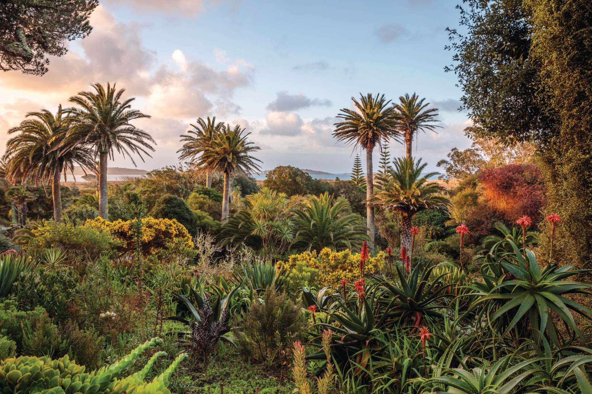 View over Tresco Abbey Gardens