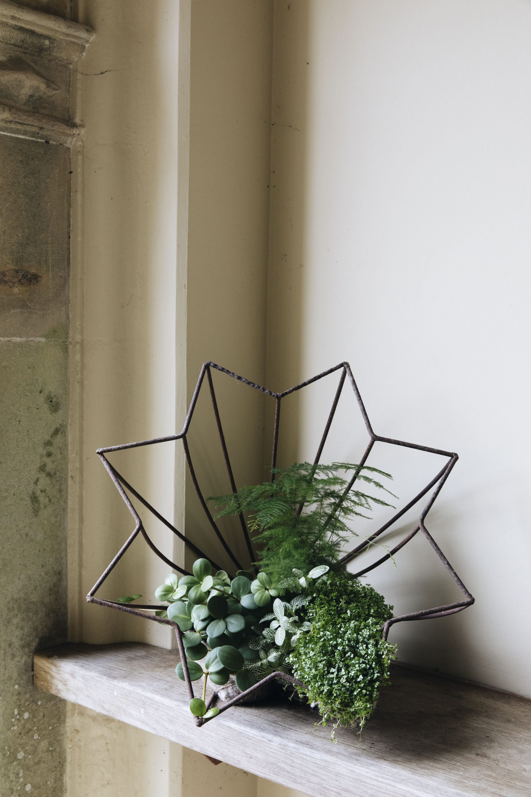 Houseplant display by Alison Jenkins