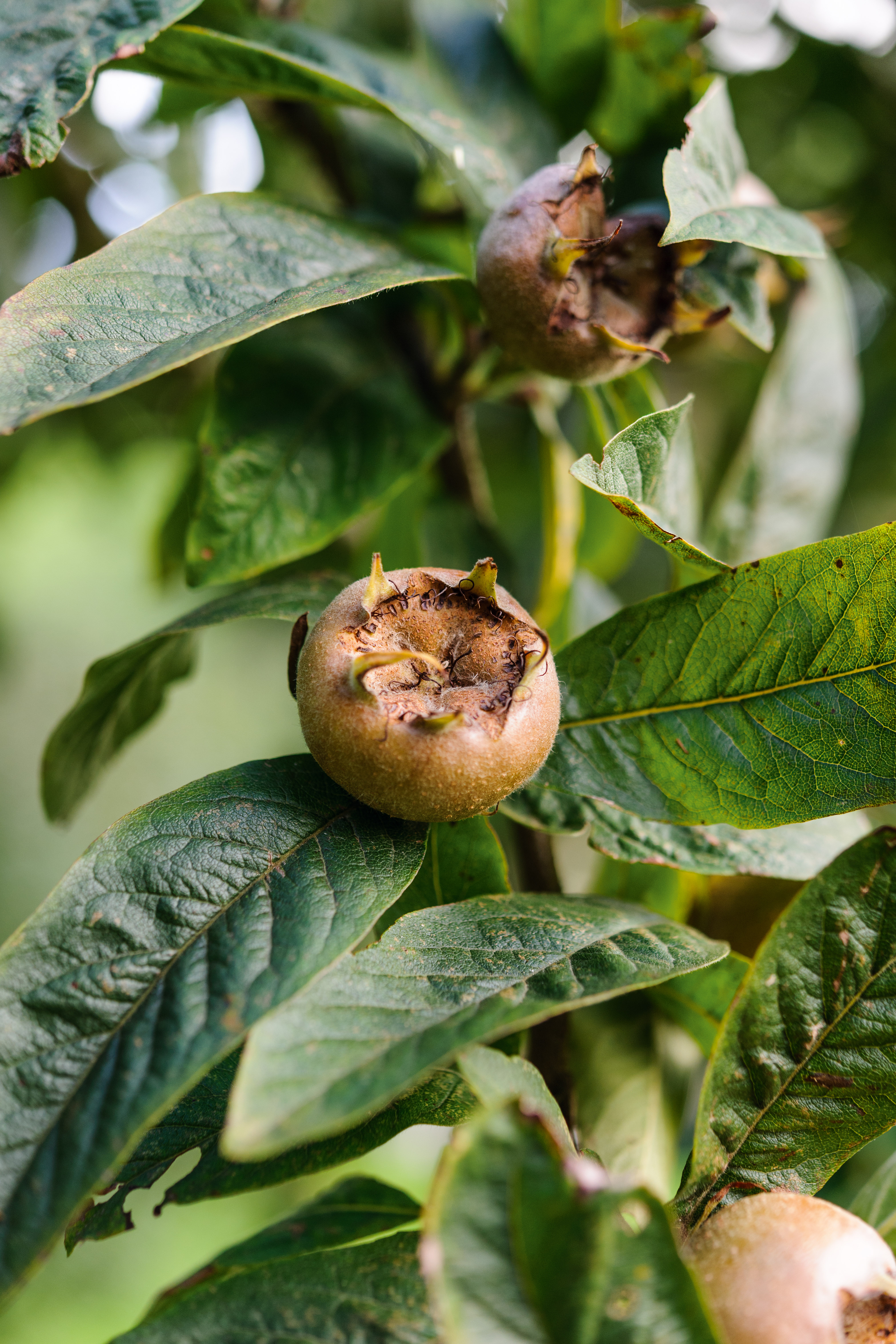 Medlar Mespilus germanica 'Westerveld'