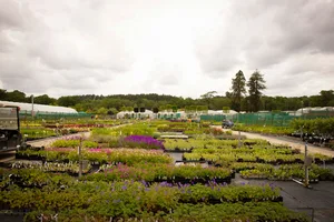 Crocus nursery Crocus nursery
