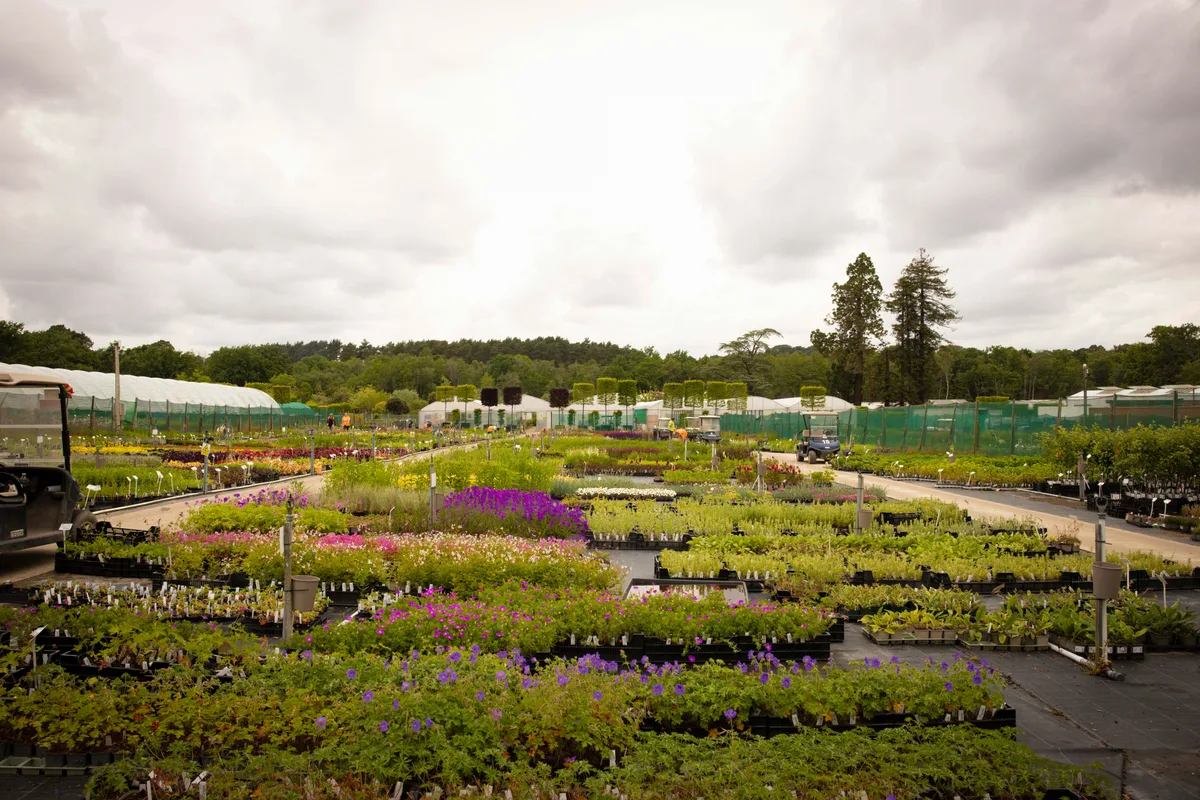 Crocus nursery