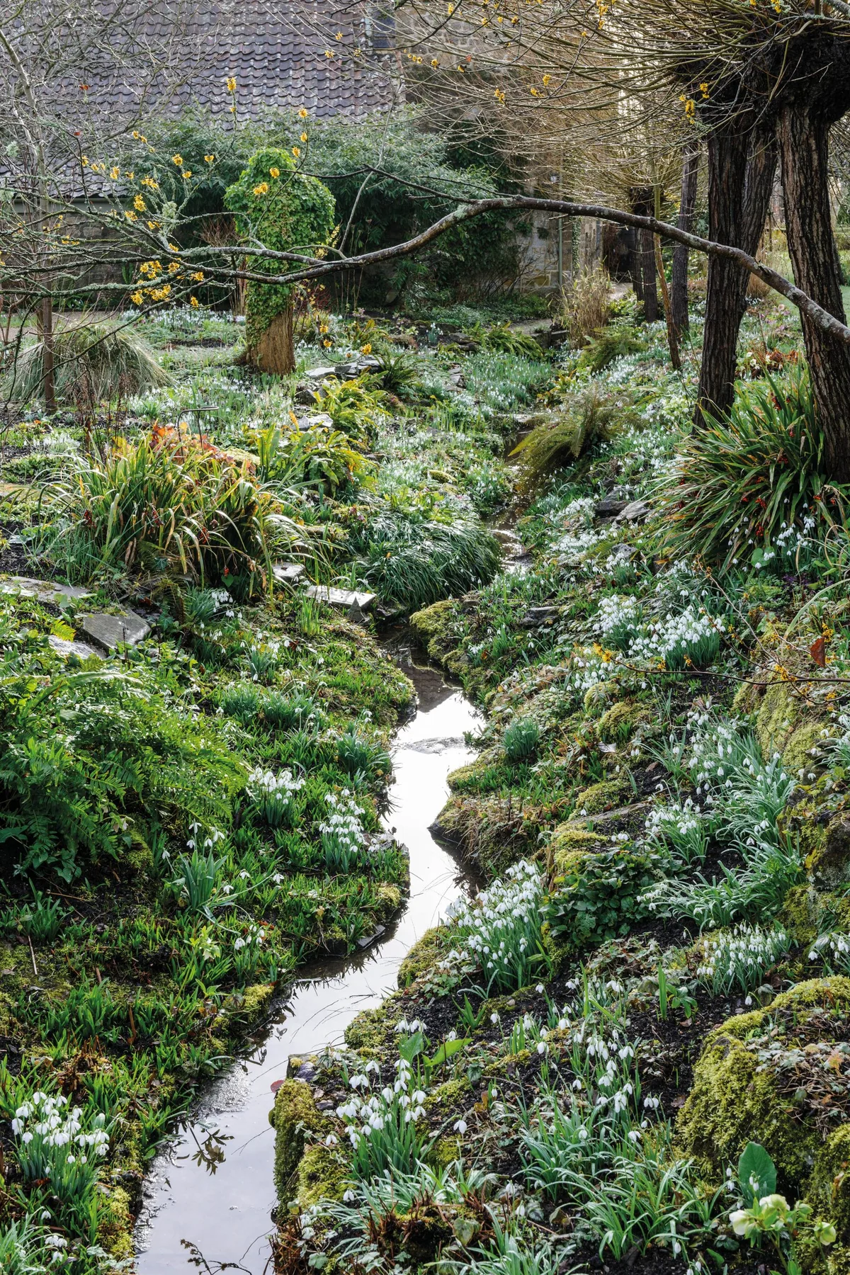 The Ditch at East Lambrook Manor, carpeted with snowdrops