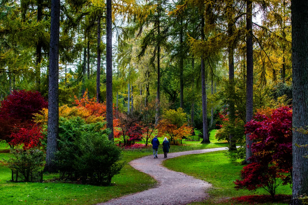 Autumn at Westonbirt Arboretum