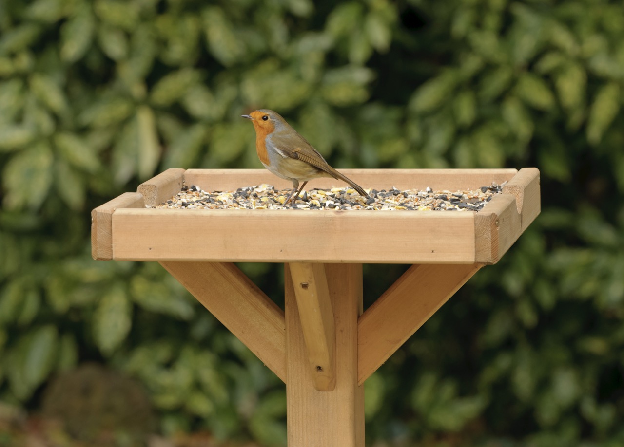 Robin on a bird table