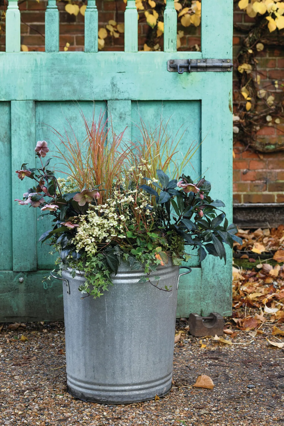 An autumn container using hellebores and euonymous from Jo Thompson