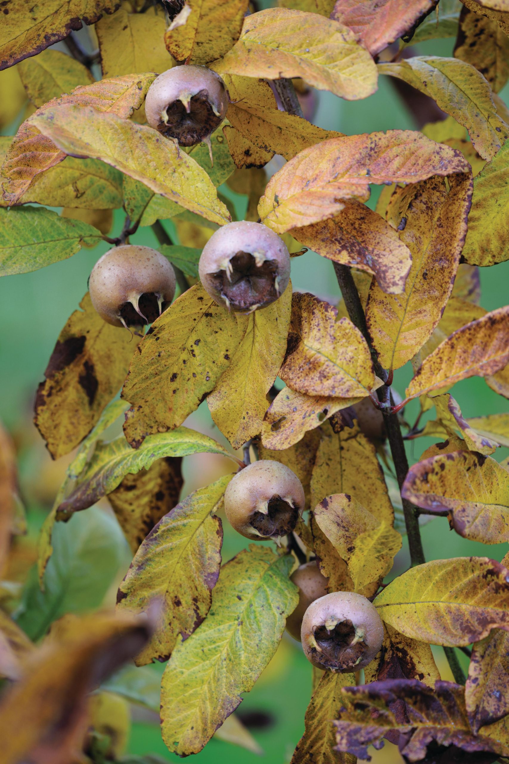Medlars fruit growing on tree