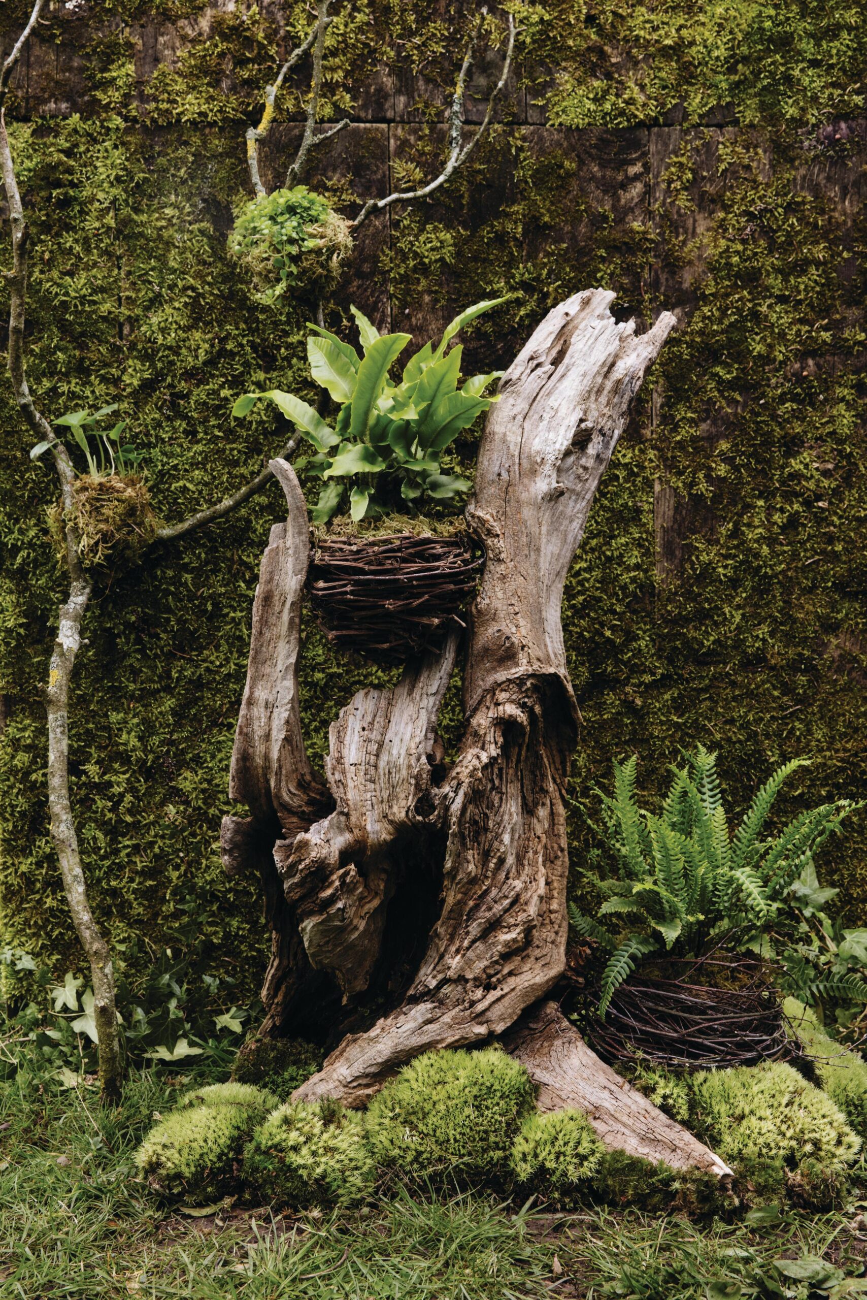A gnarly wood stump planted up using moss and ferns for Easter