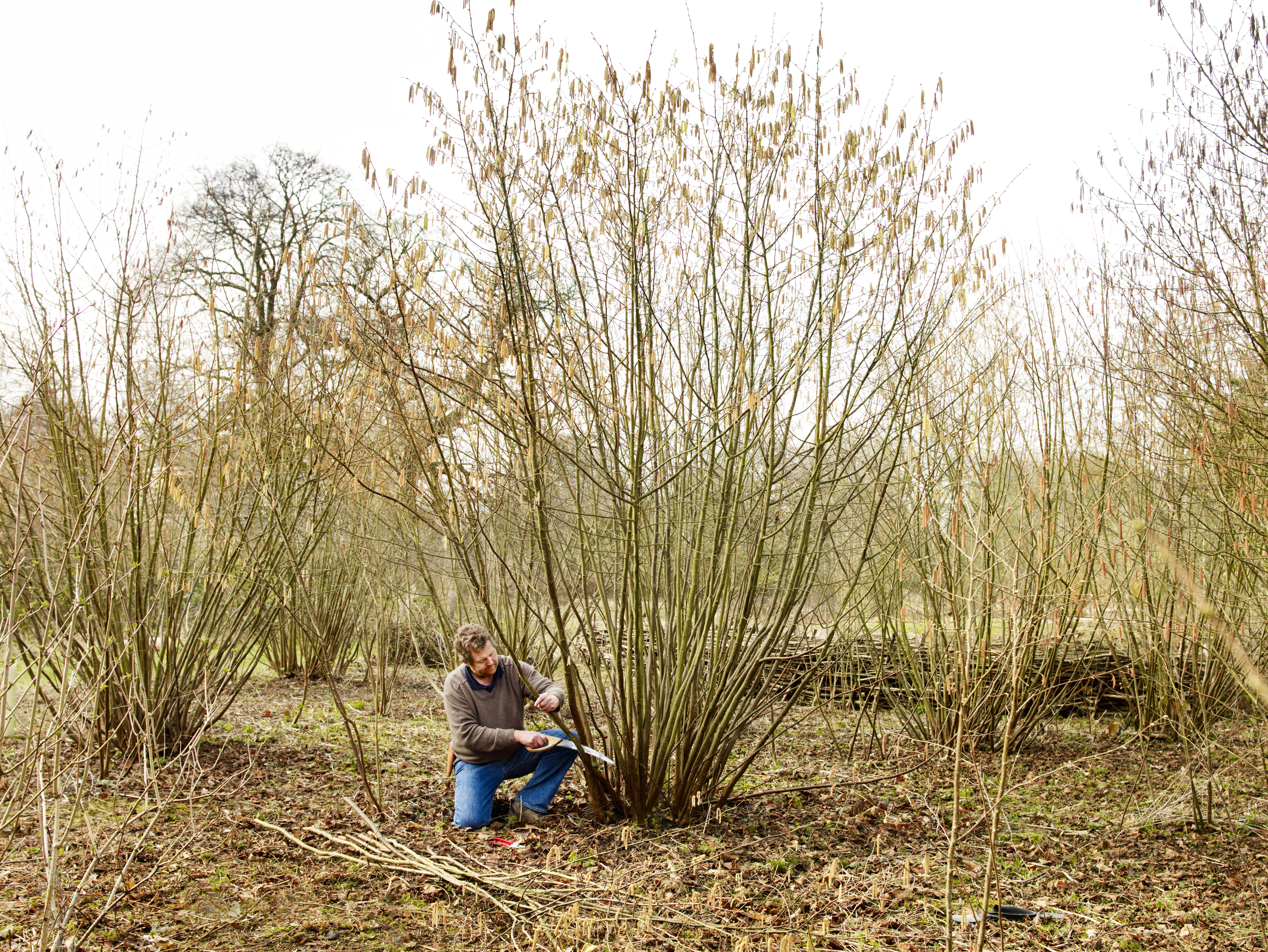 Coppicing hazels