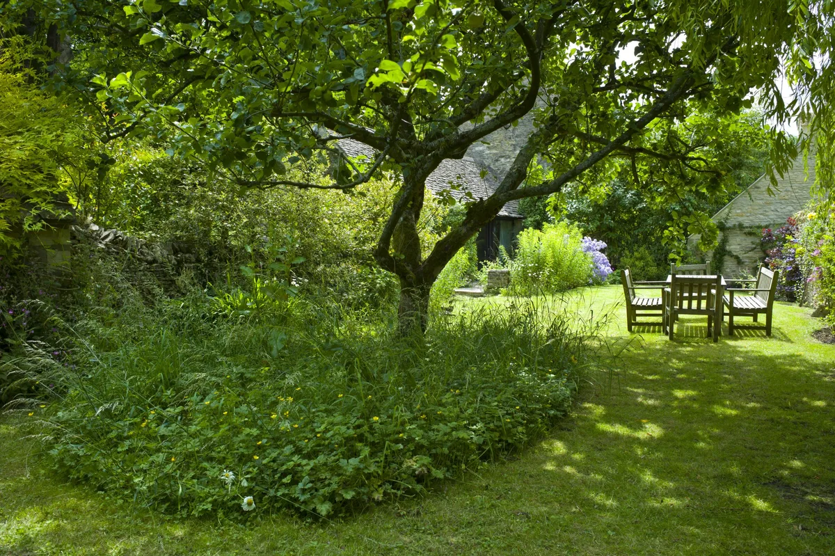 A tree in a garden with a bench nearby