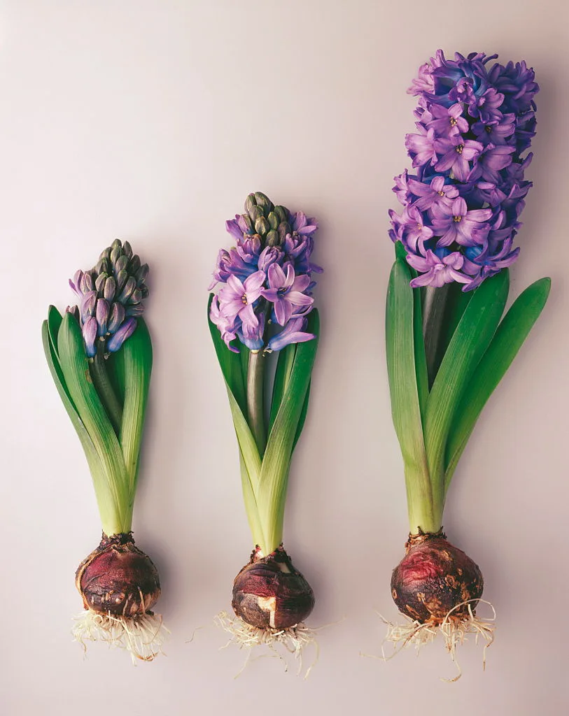 Hyacinthus, variety not identified.