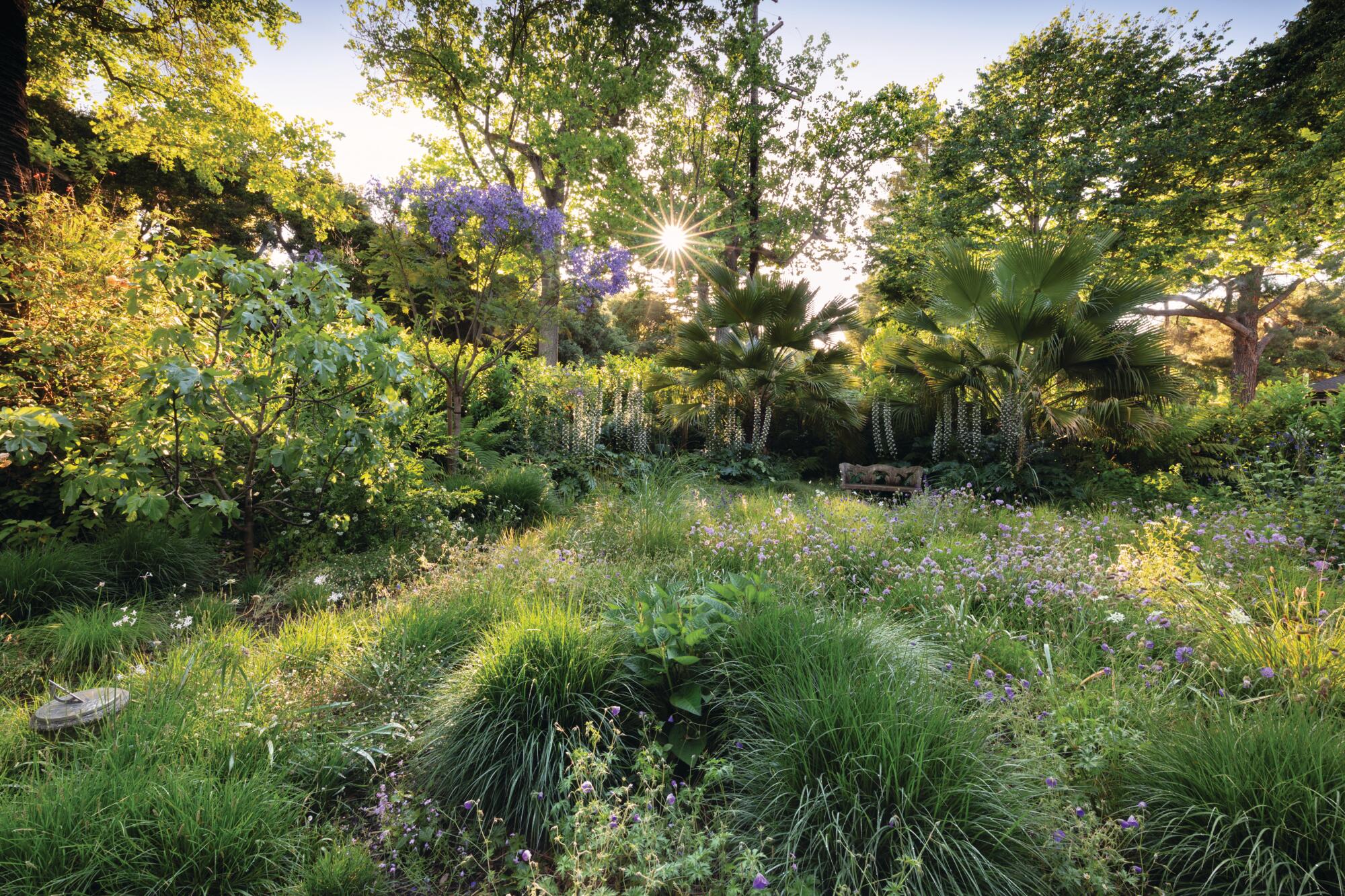 Californian garden