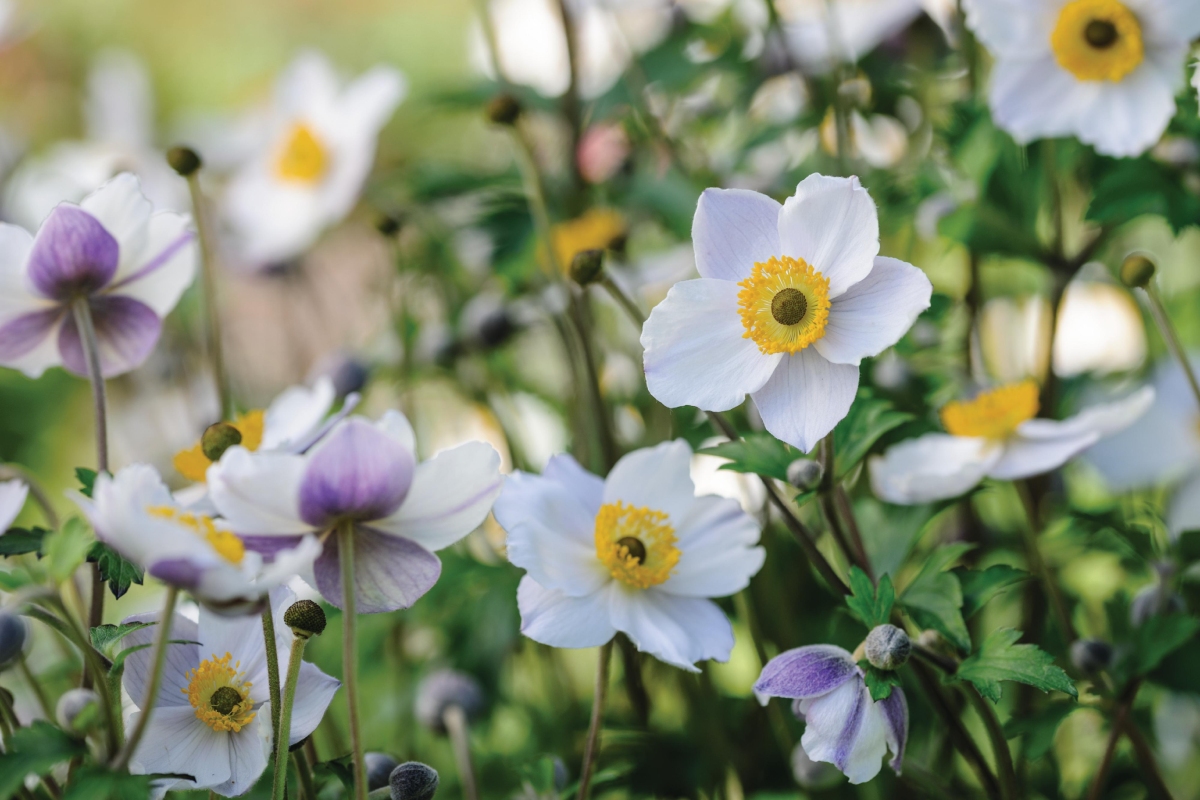 Japanese anemones close-up