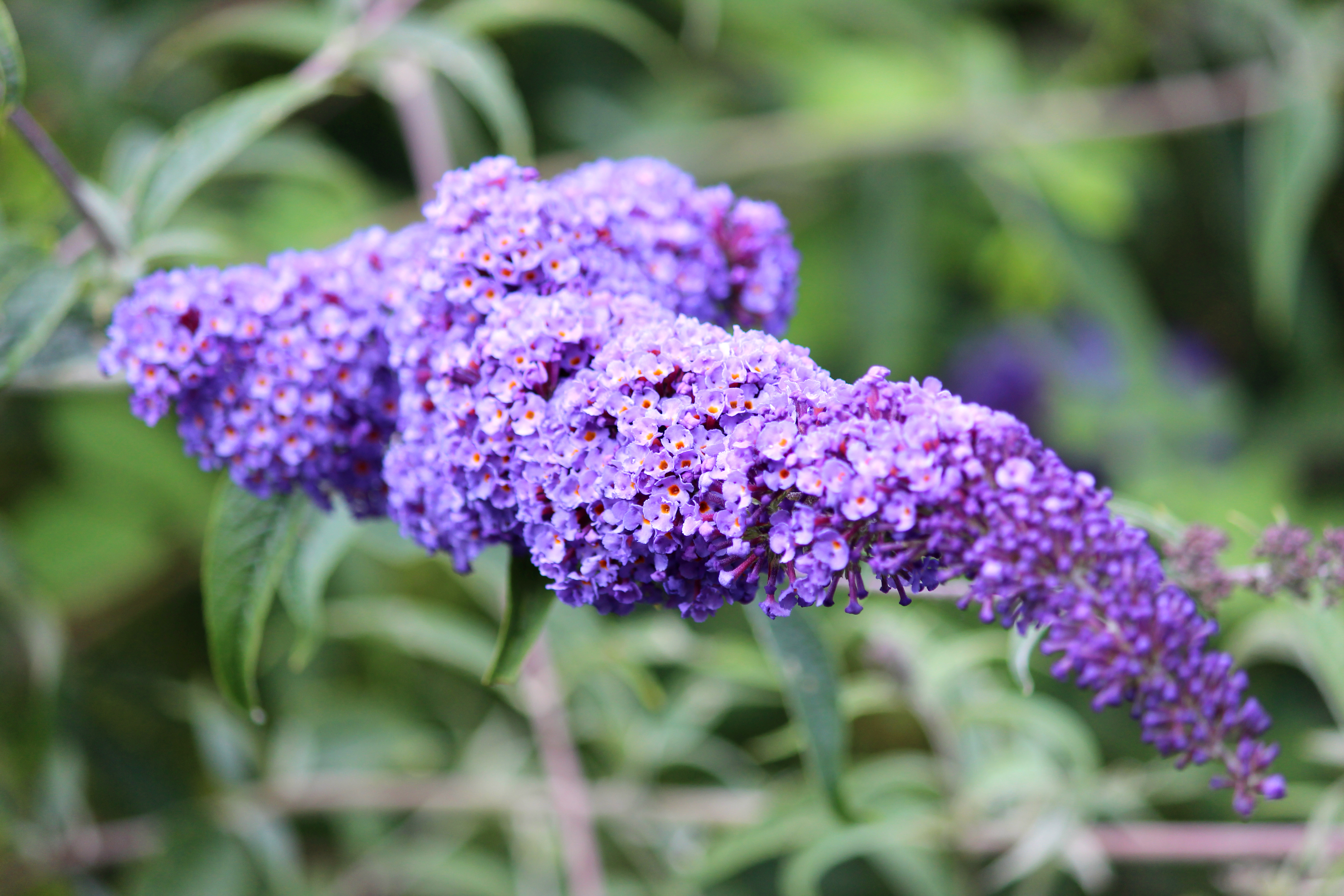 Pruning buddleia
