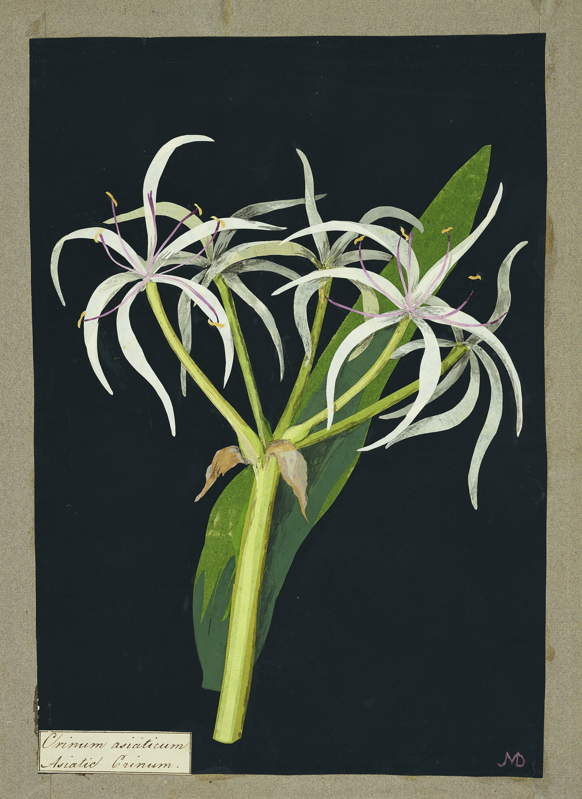 Mary Delany, Crinum Asiaticum, 1780. © The British Museum
