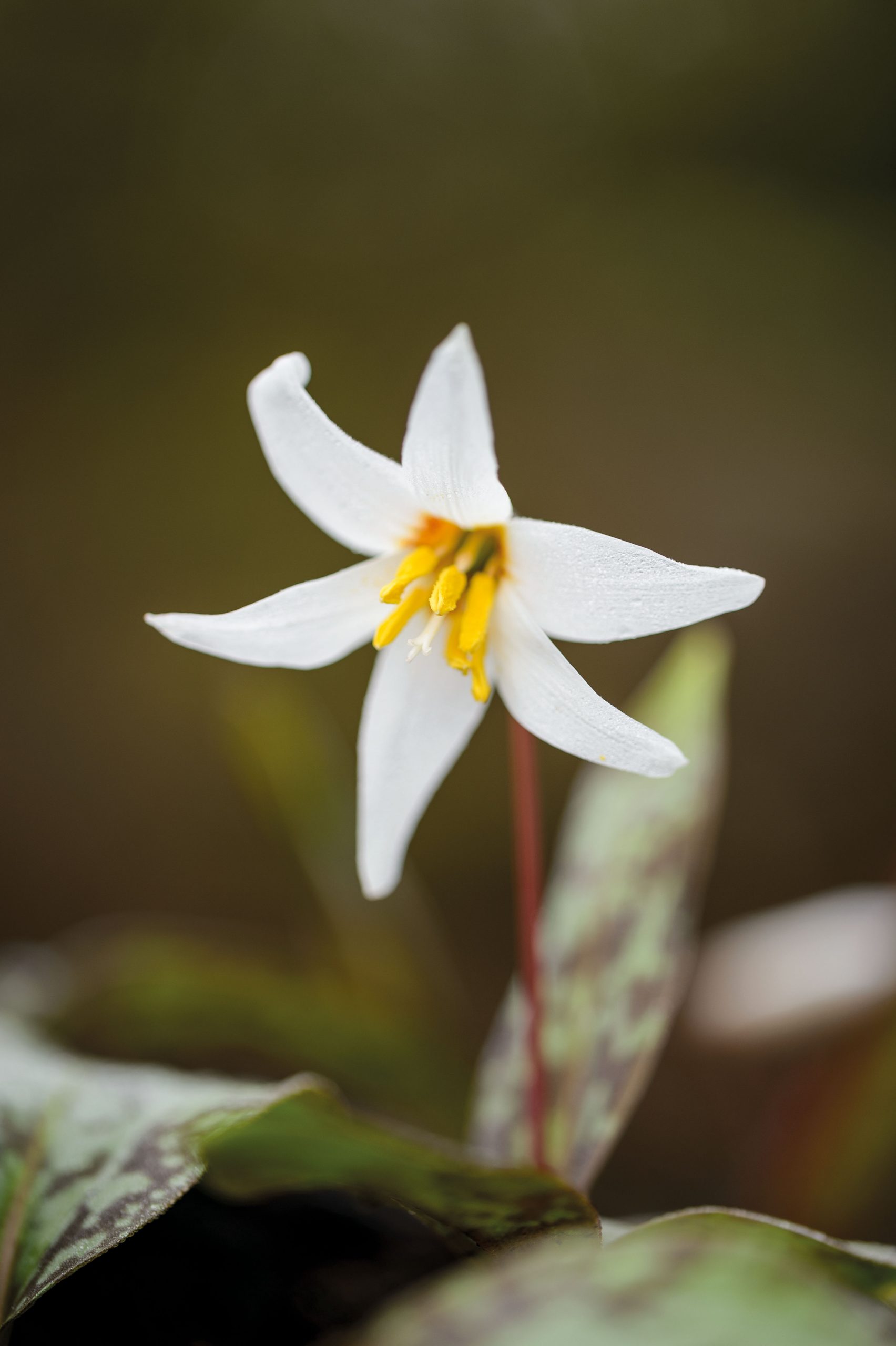 Erythronium caucasicum