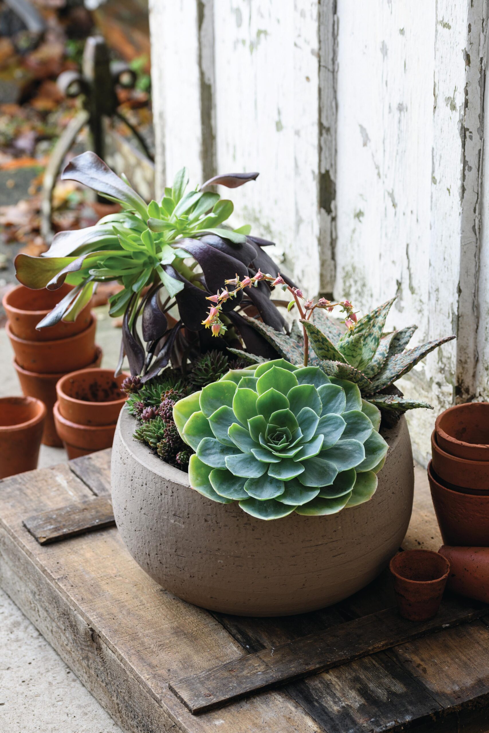 Jo Thompson's pots of style using succulents