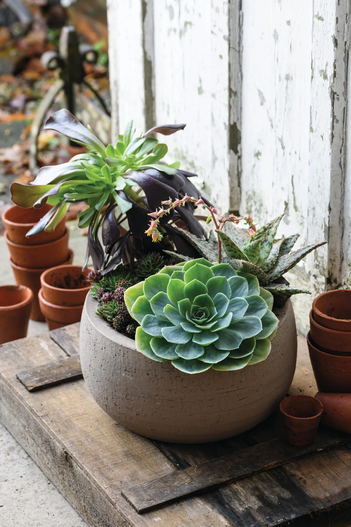 Jo Thompson's pots of style using succulents