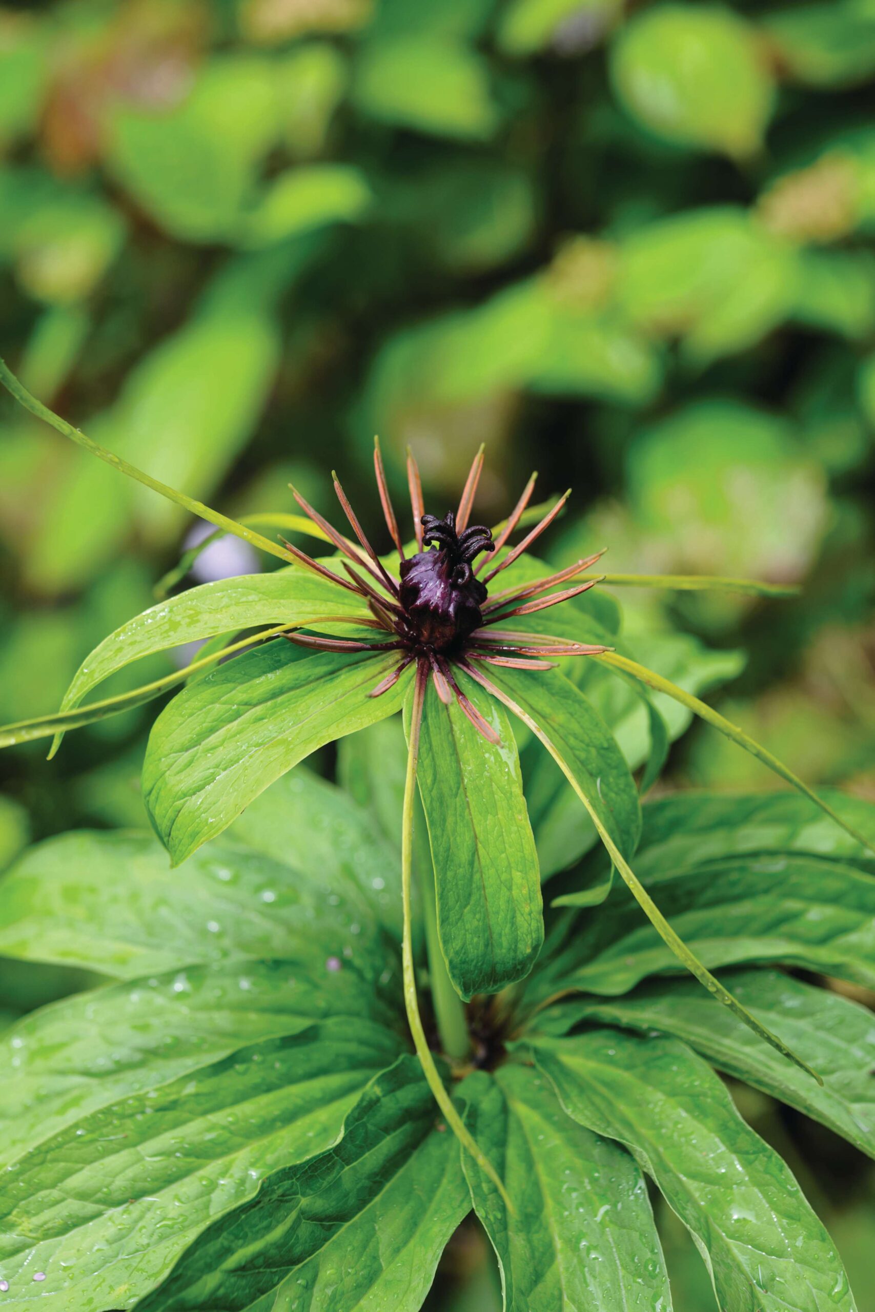 Paris polyphylla