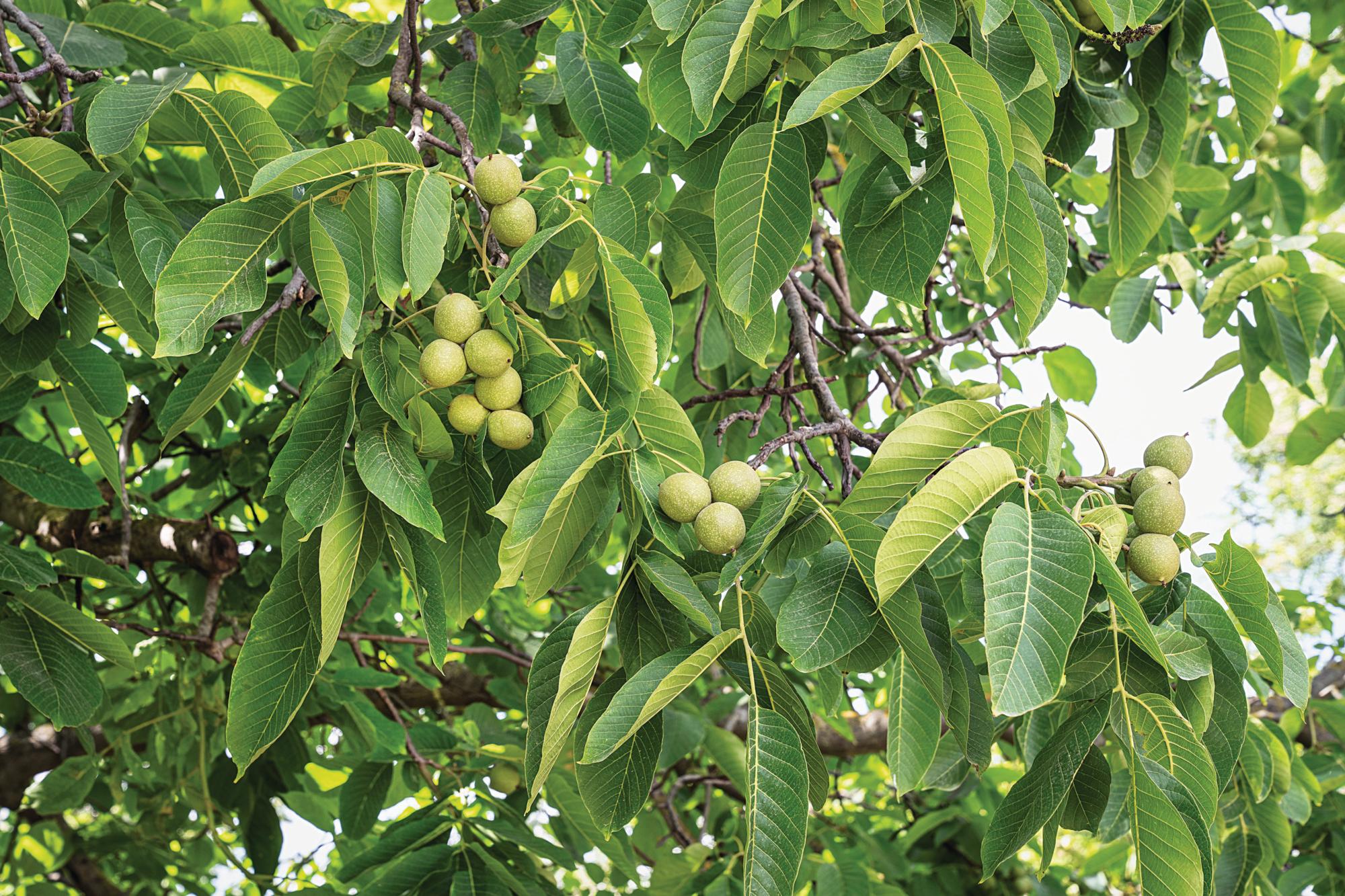 Juglans regia nut tree
