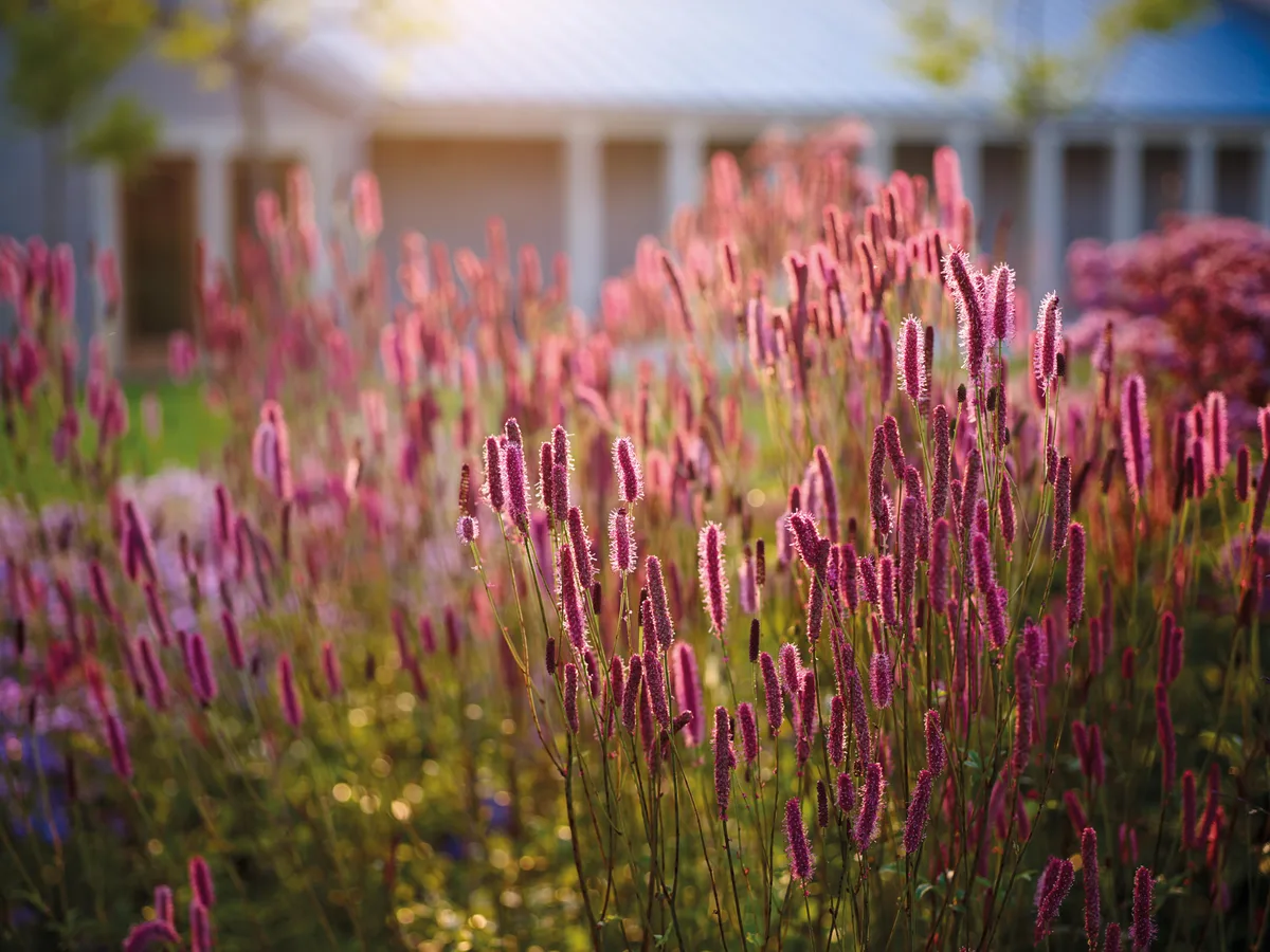 Sanguisorba 'Blackthorne'